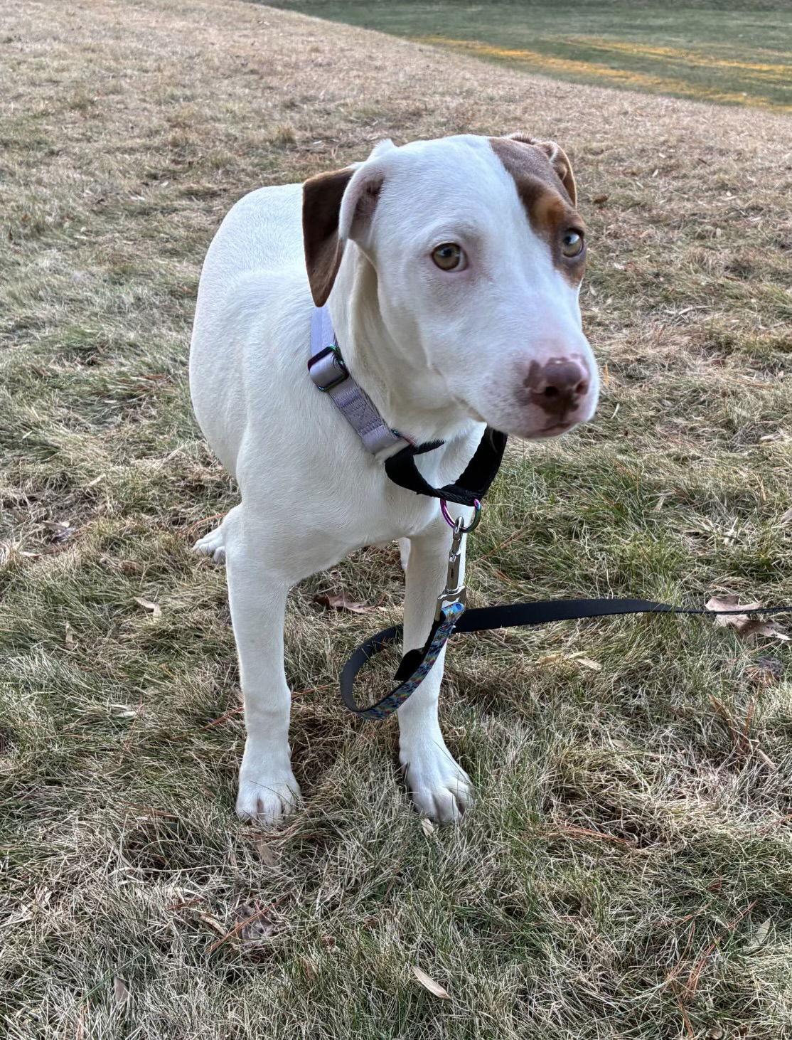 Sally, Adoptable, Young Female Labrador Retriever & American Bulldog.