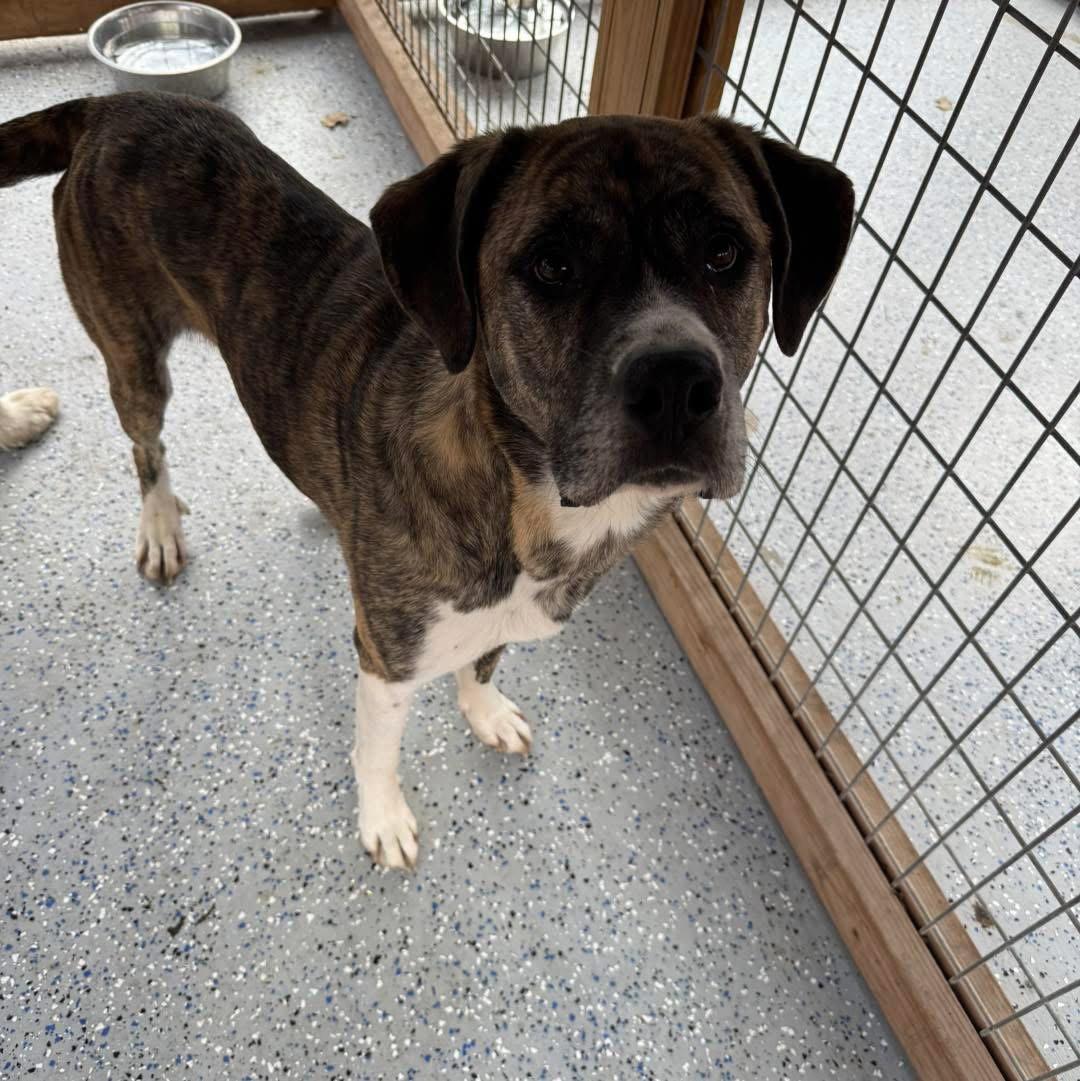 Bella, Adoptable, Adult Female Anatolian Shepherd & Border Collie.