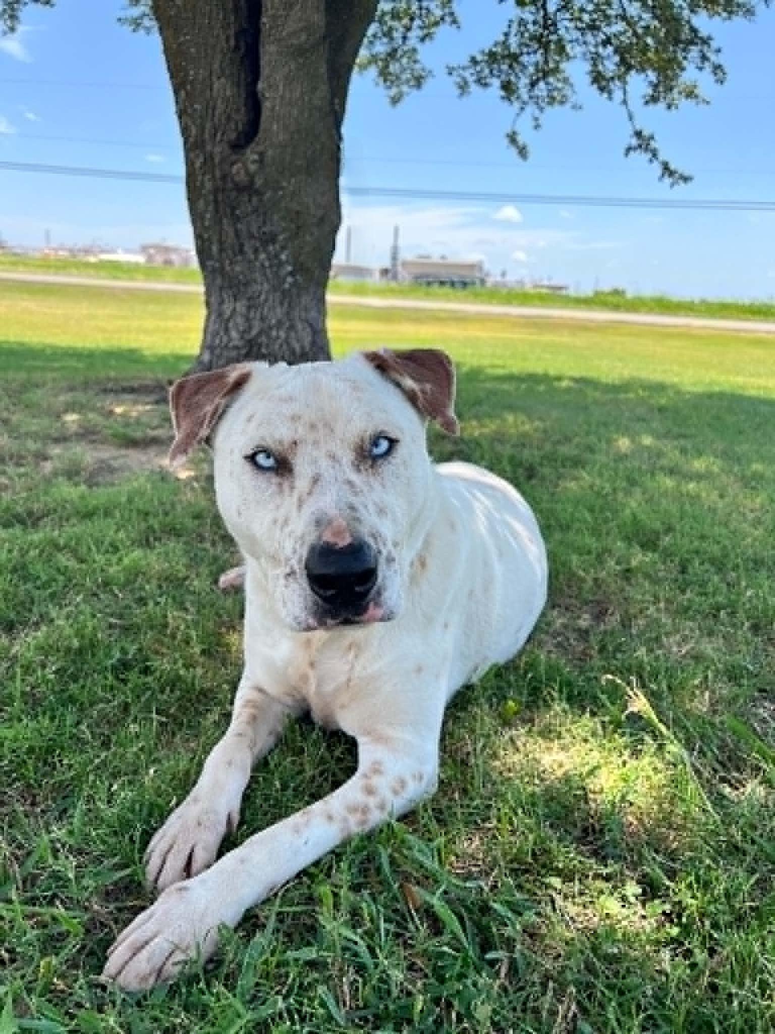 Enlarge Hansel, a Adoptable mixed breed in Cleburne, TX image 3/5