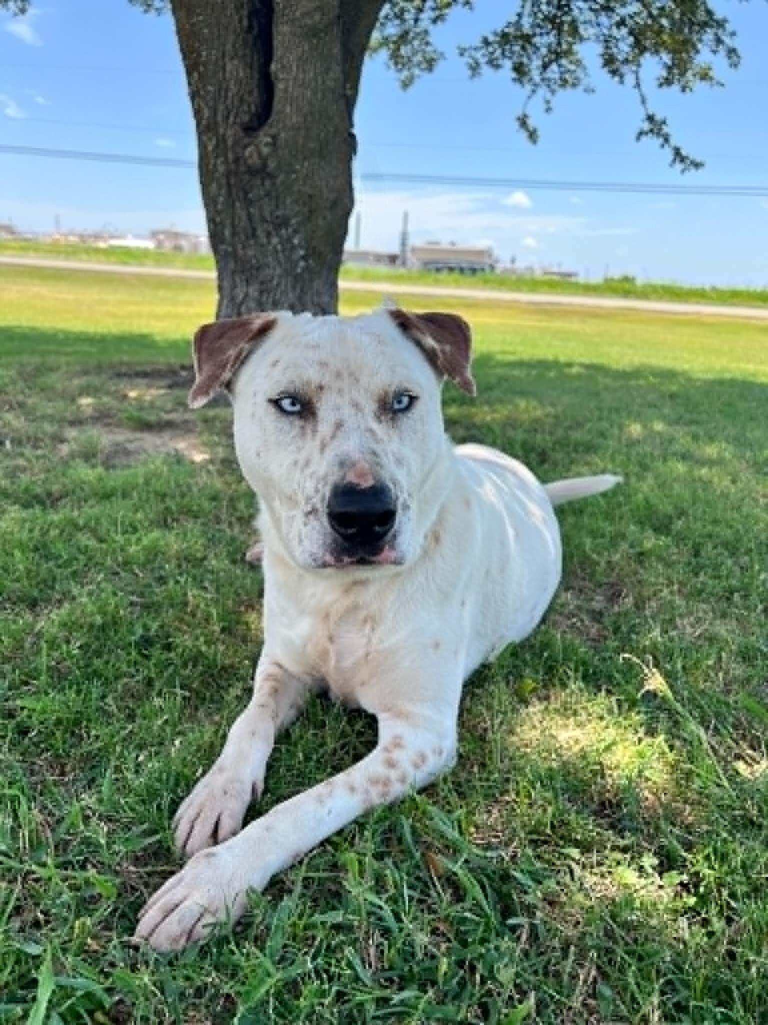 Enlarge Hansel, a Adoptable mixed breed in Cleburne, TX image 2/5