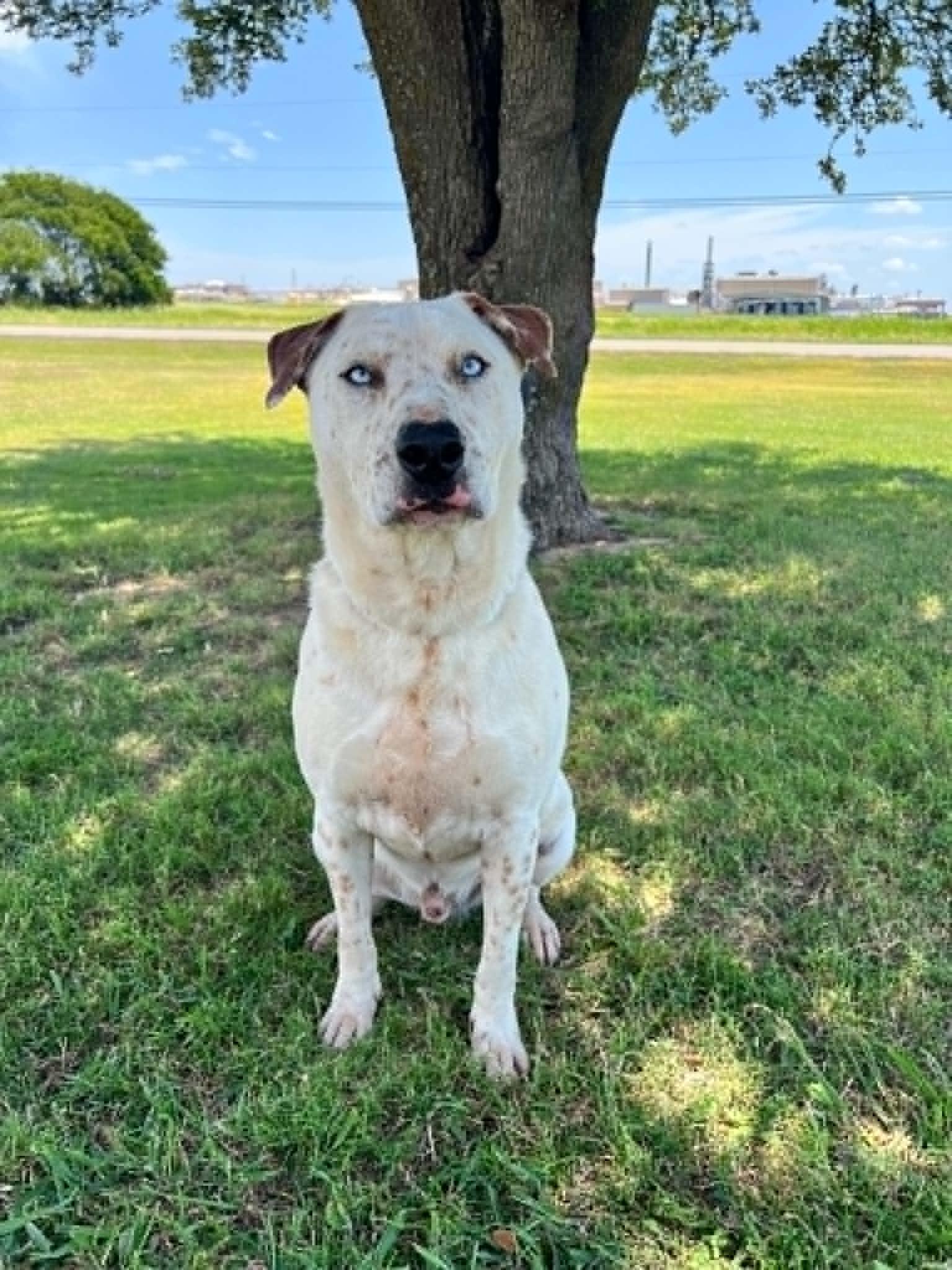 Hansel, Adoptable, Adult Male Bull Terrier.
