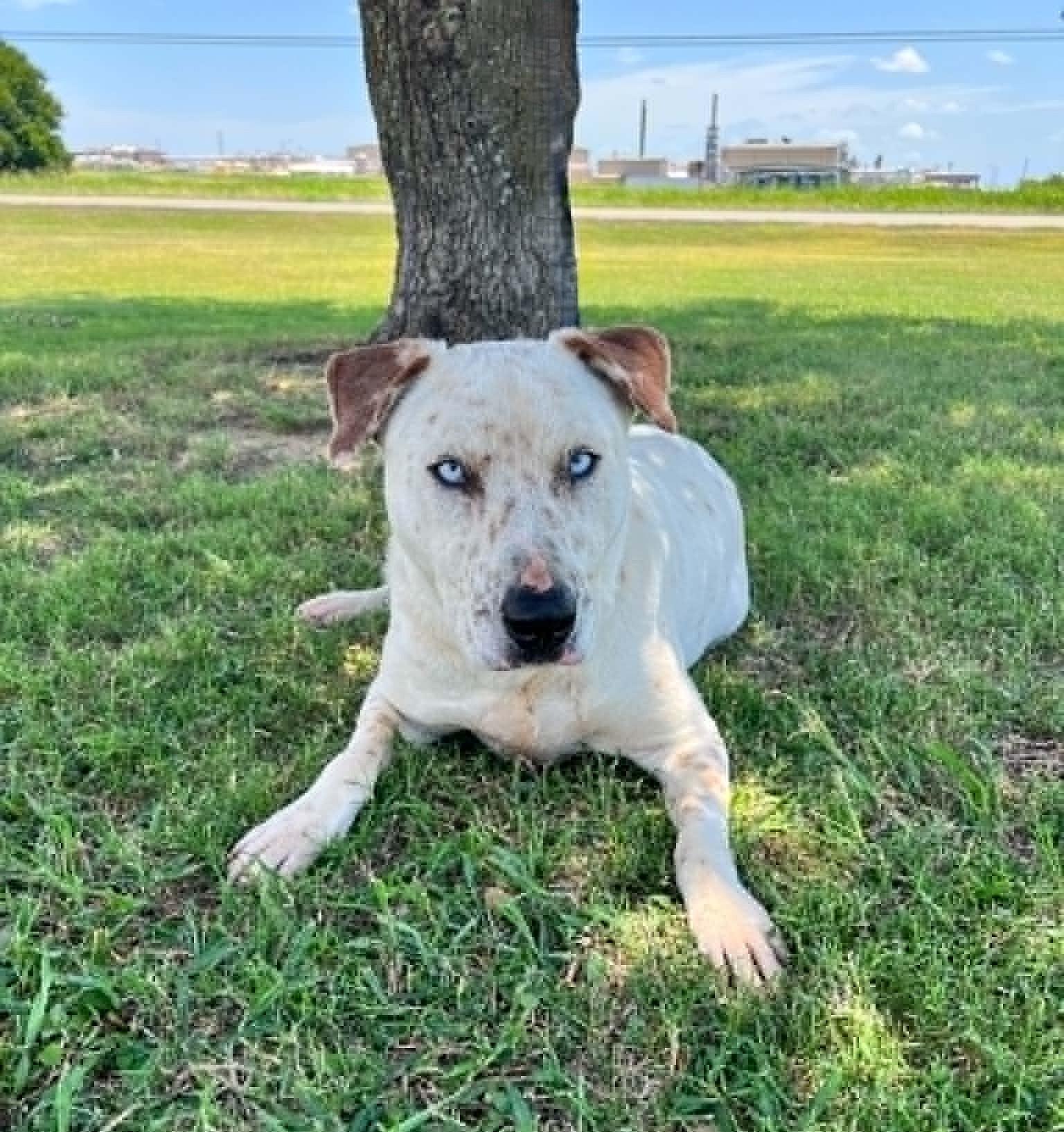 Enlarge Hansel, a Adoptable mixed breed in Cleburne, TX image 4/5