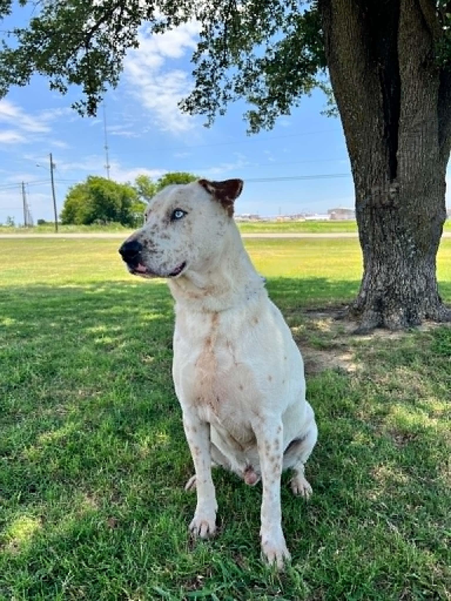Enlarge Hansel, a Adoptable mixed breed in Cleburne, TX image 5/5