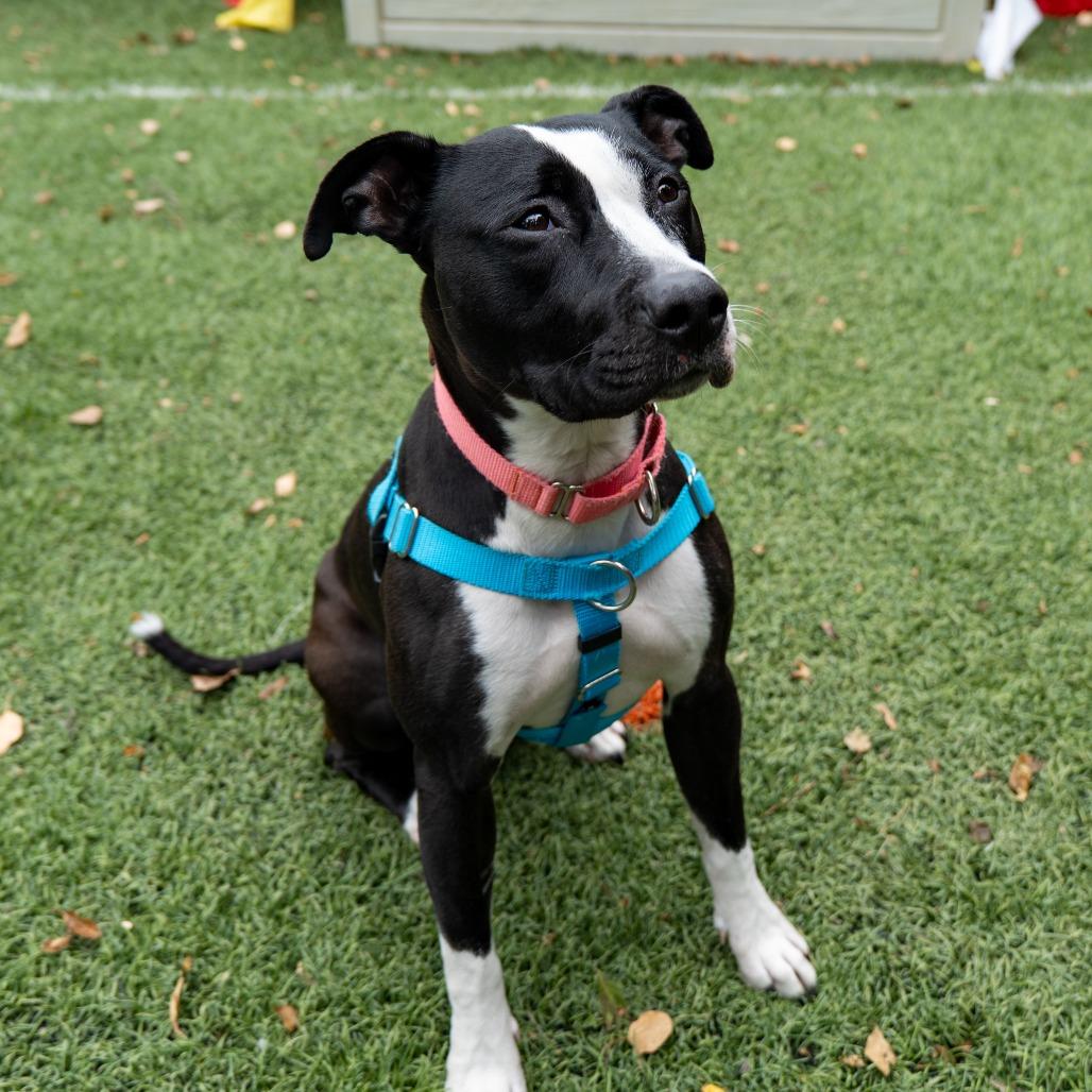Enlarge Lady Miss Kier, a Adoptable Pit Bull Terrier in Baltimore, MD image 2/5