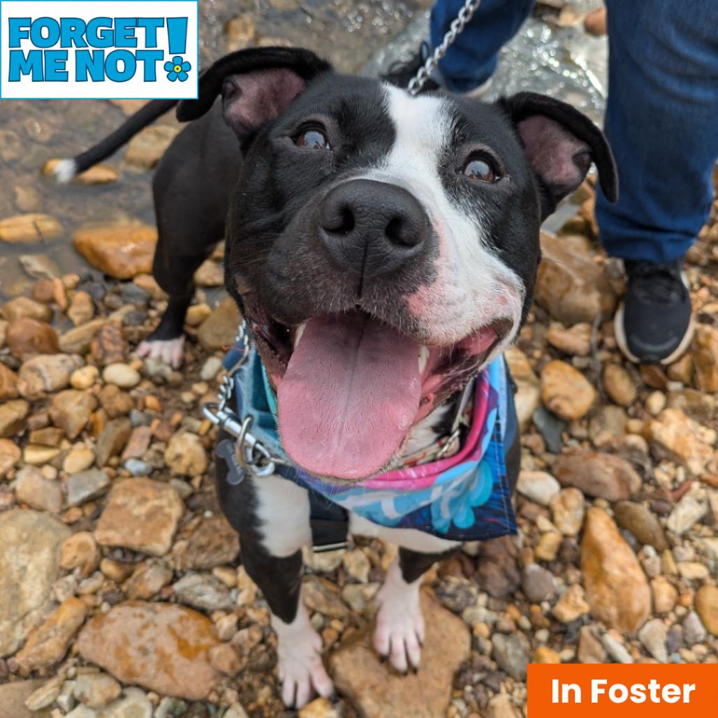 Enlarge Lady Miss Kier, a Adoptable Pit Bull Terrier in Baltimore, MD image 3/5
