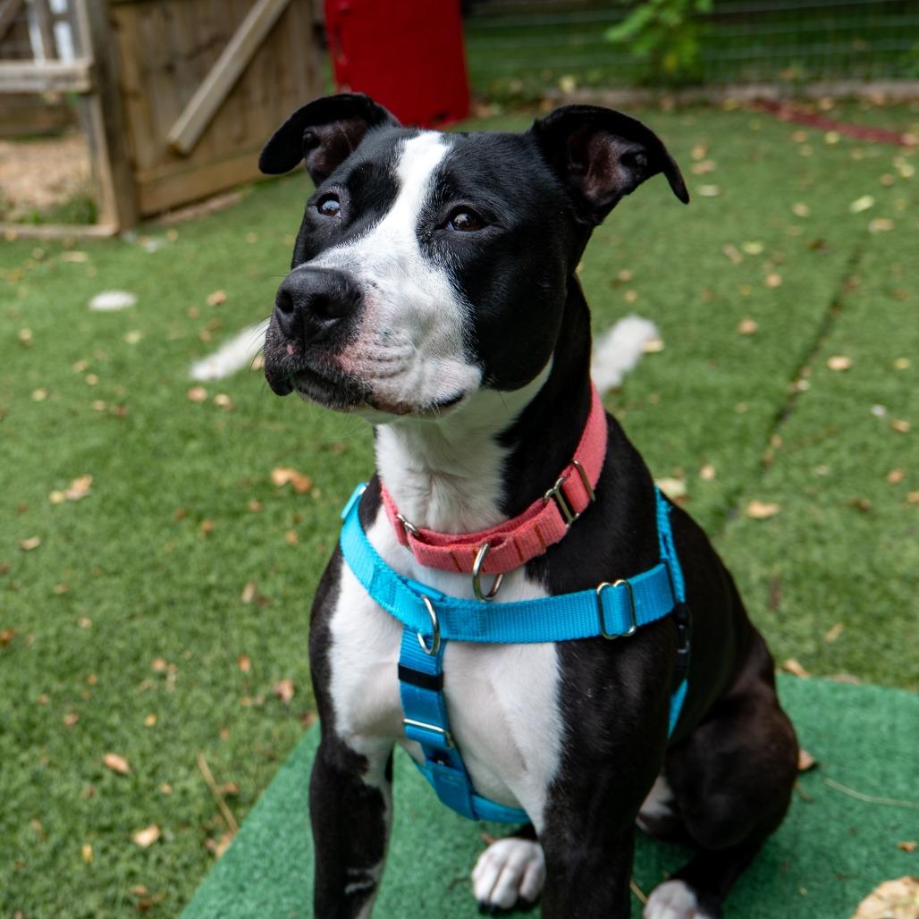 Enlarge Lady Miss Kier, a Adoptable Pit Bull Terrier in Baltimore, MD image 4/5