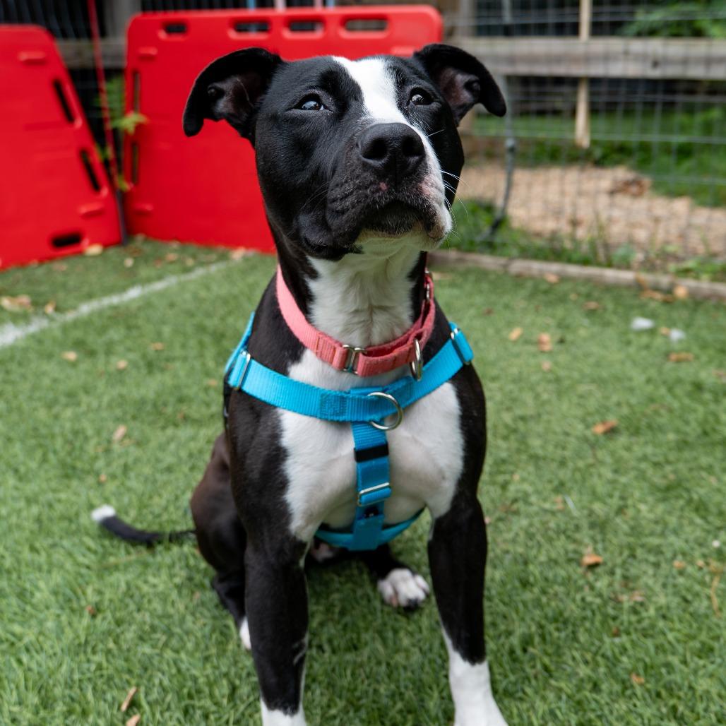Enlarge Lady Miss Kier, a Adoptable Pit Bull Terrier in Baltimore, MD image 5/5