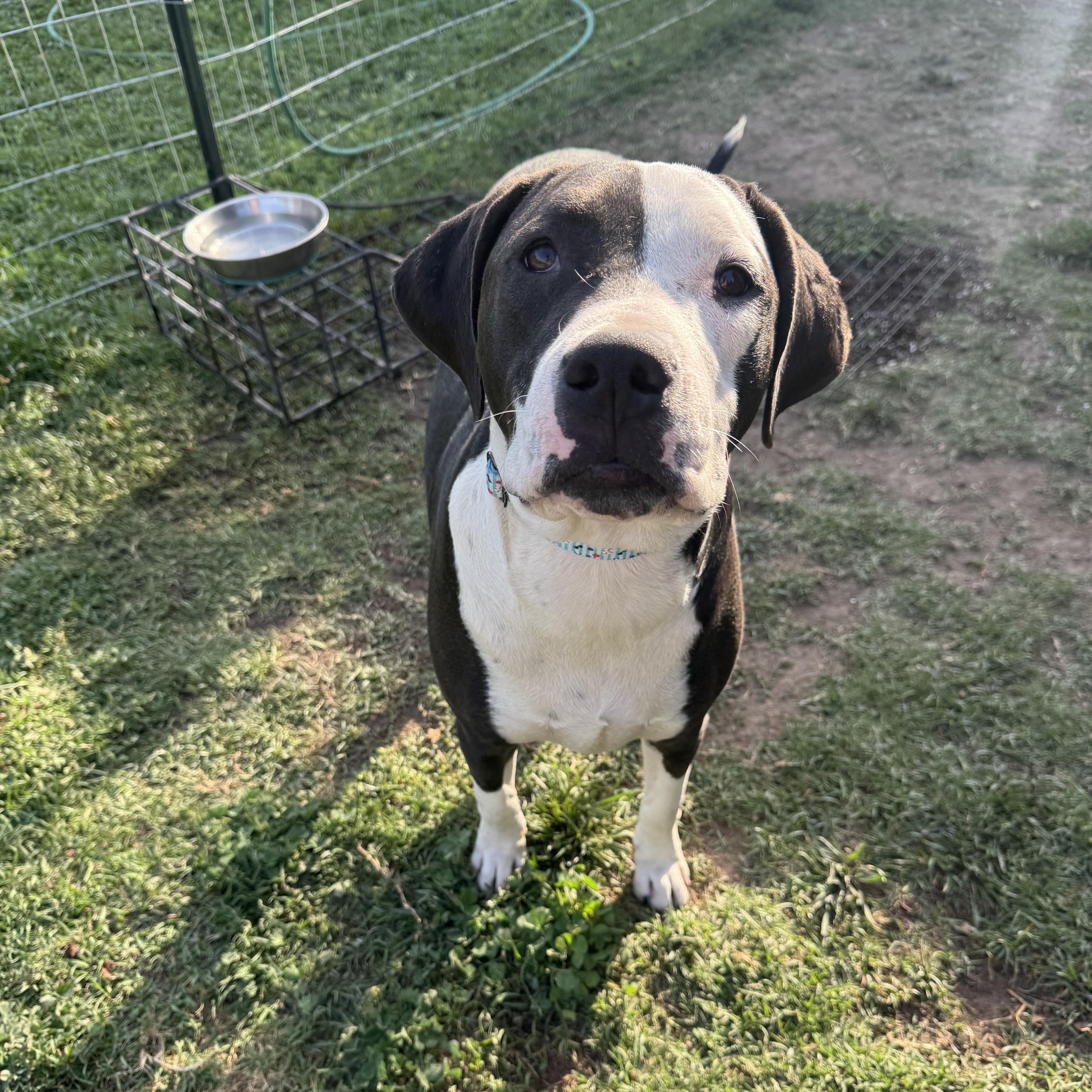 Enlarge Eric, a ADOPTABLE mixed breed in Sun Valley, CA image 5/5