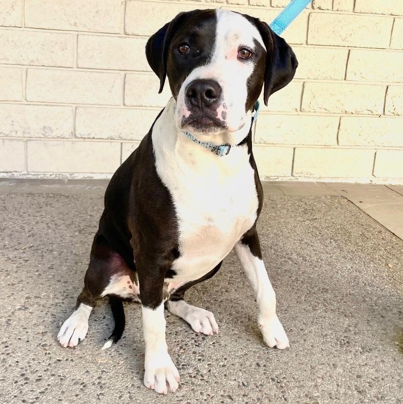 Enlarge Eric, an adopted mixed breed in Sun Valley, CA image 5/6