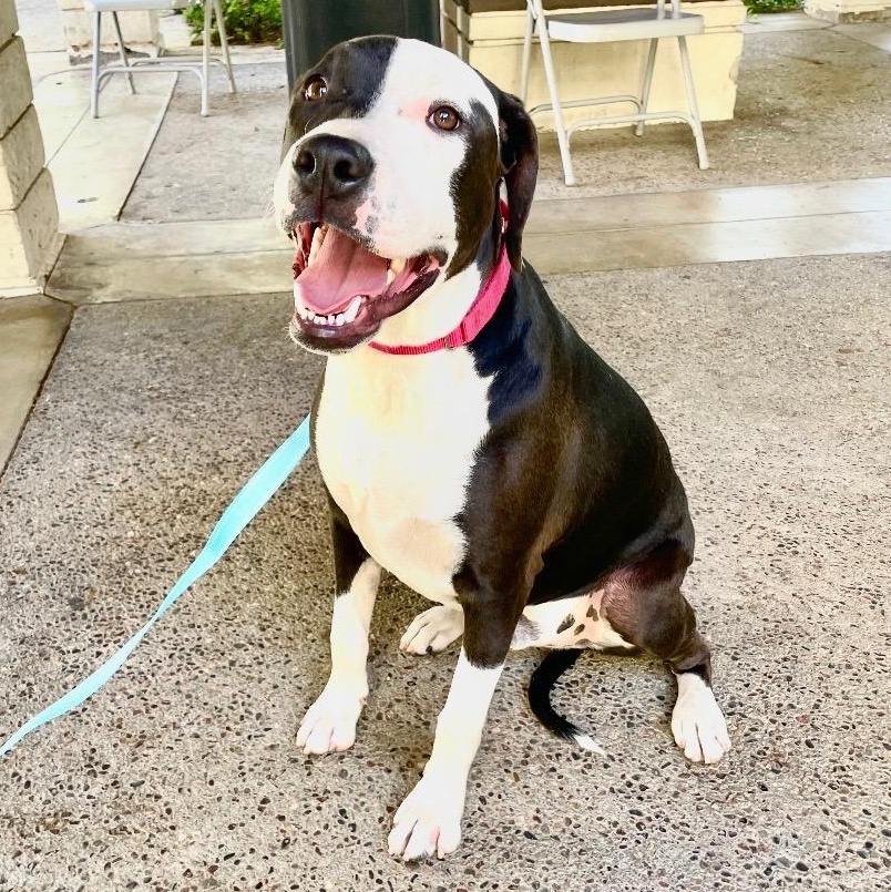 Enlarge Eric, an adopted mixed breed in Sun Valley, CA image 1/6