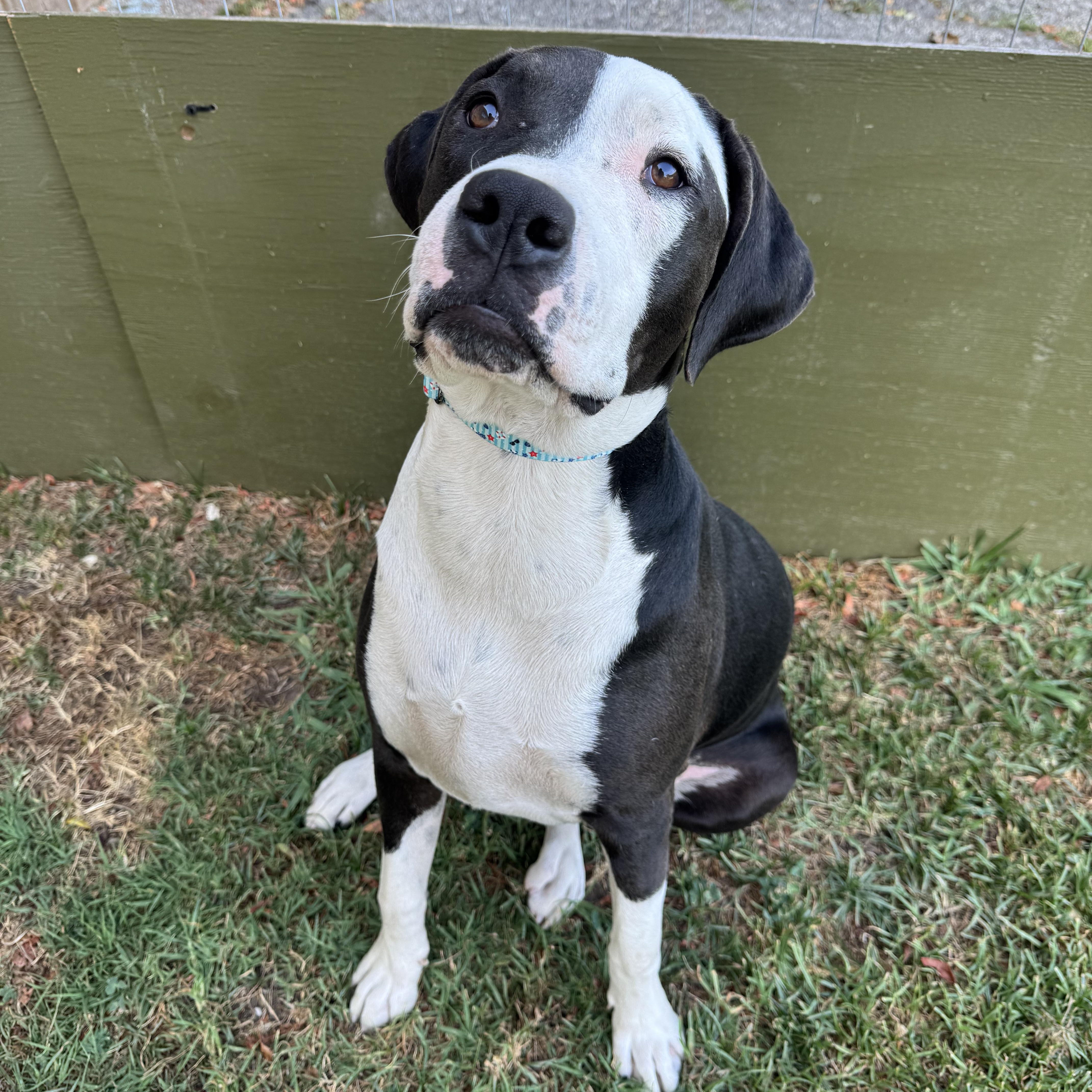 Enlarge Eric, a ADOPTABLE mixed breed in Sun Valley, CA image 1/5
