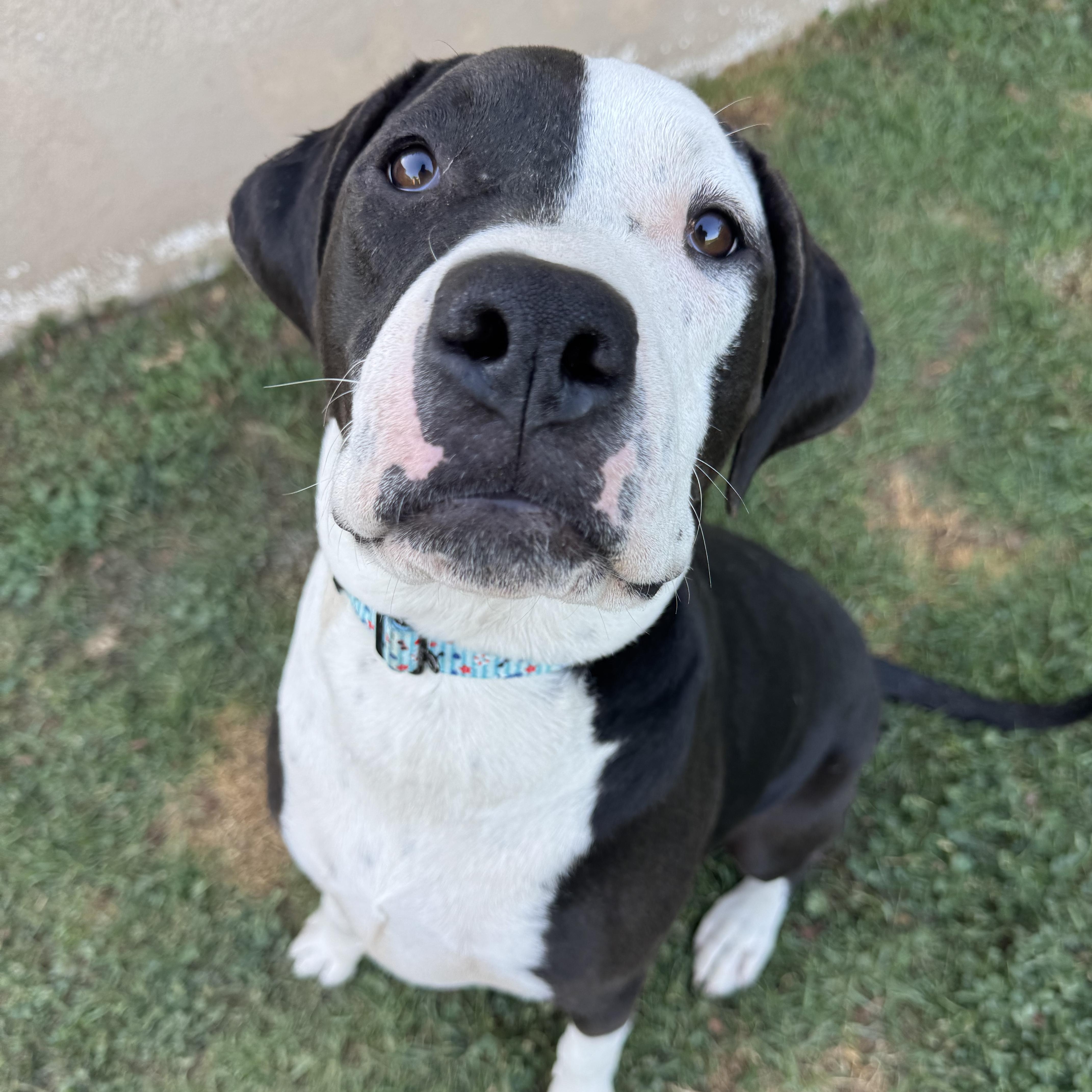 Enlarge Eric, a ADOPTABLE mixed breed in Sun Valley, CA image 4/5