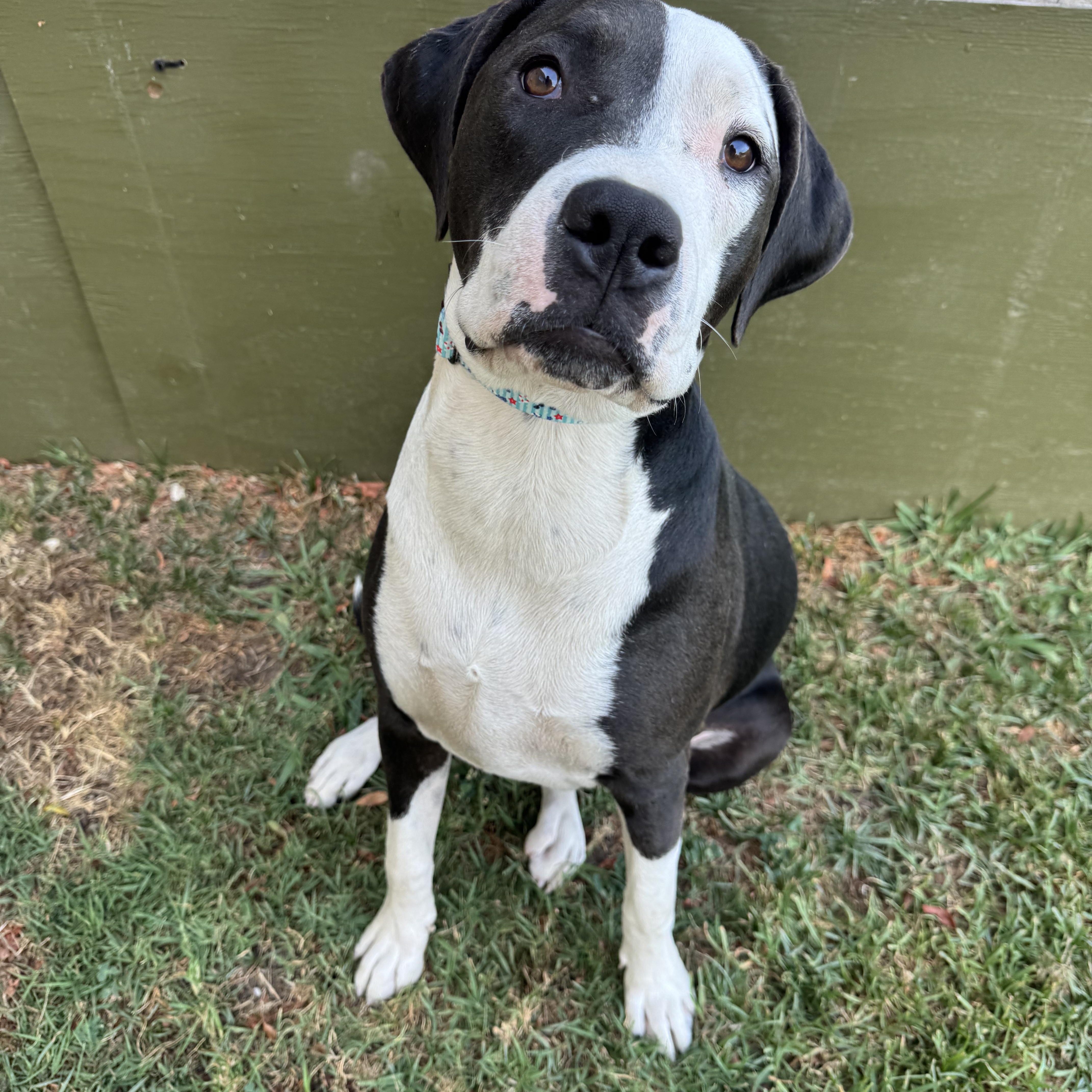 Enlarge Eric, a ADOPTABLE mixed breed in Sun Valley, CA image 2/5
