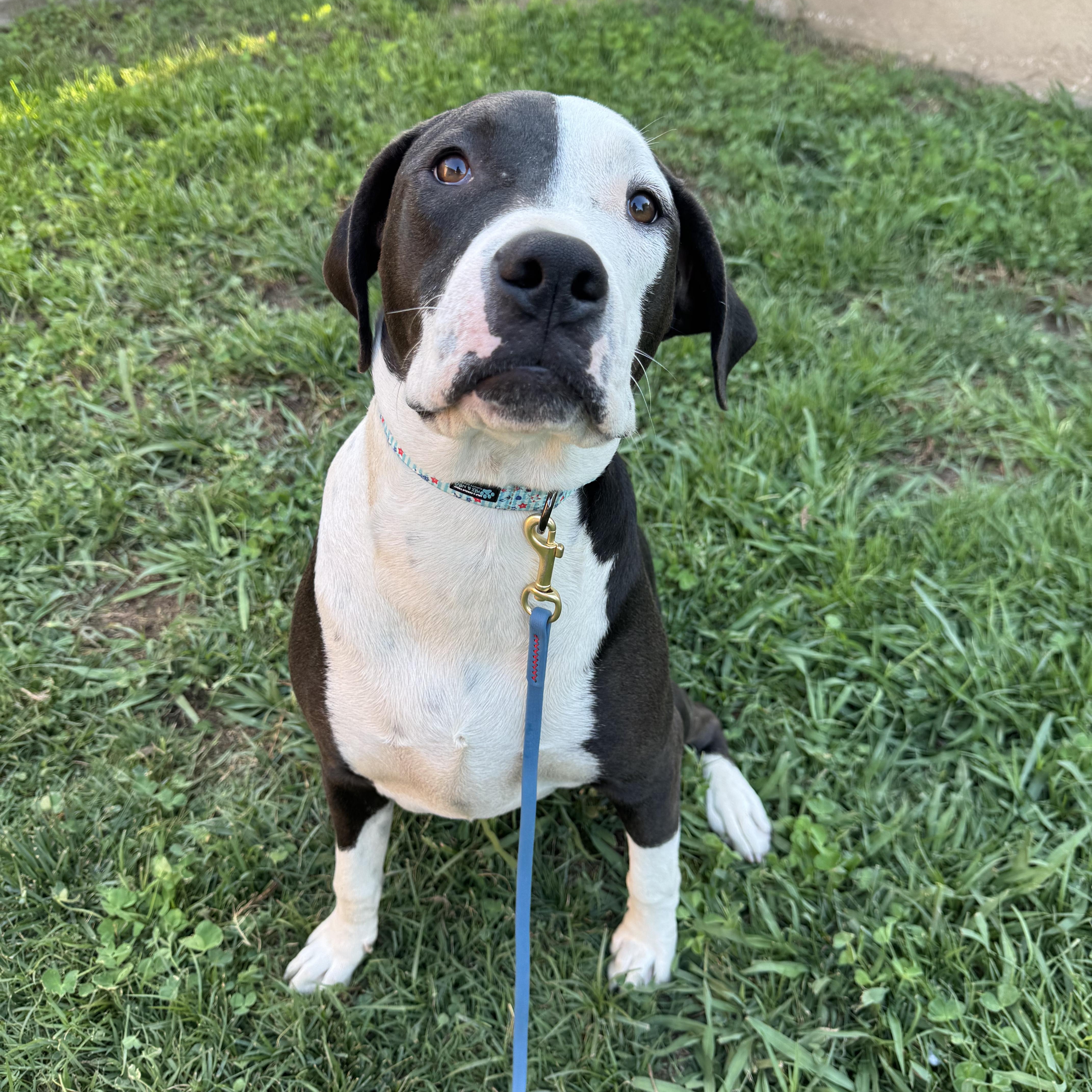 Enlarge Eric, a ADOPTABLE mixed breed in Sun Valley, CA image 3/5