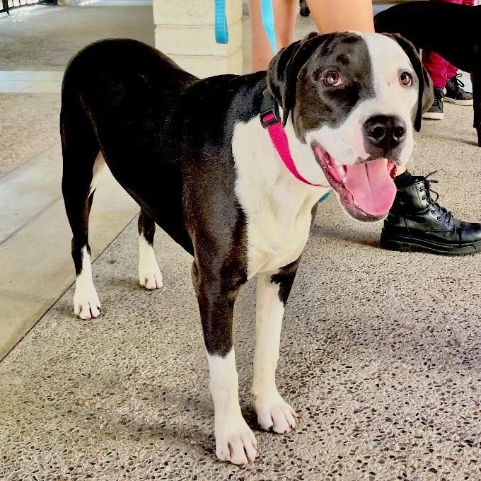 Enlarge Eric, an adopted mixed breed in Sun Valley, CA image 3/6