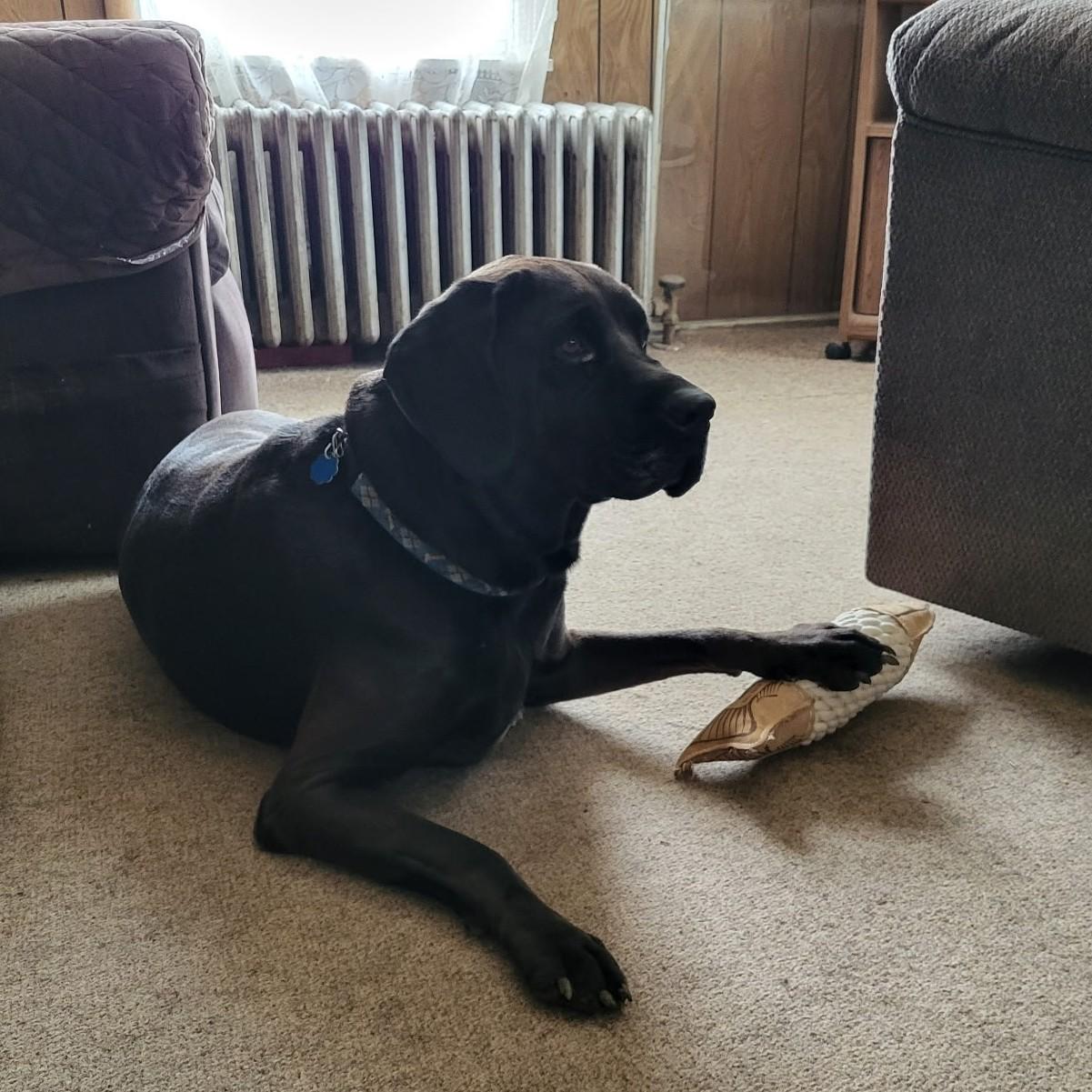Marvin (guest dog) photo 4