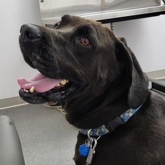 Marvin (guest dog), Adult Male Black Labrador Retriever