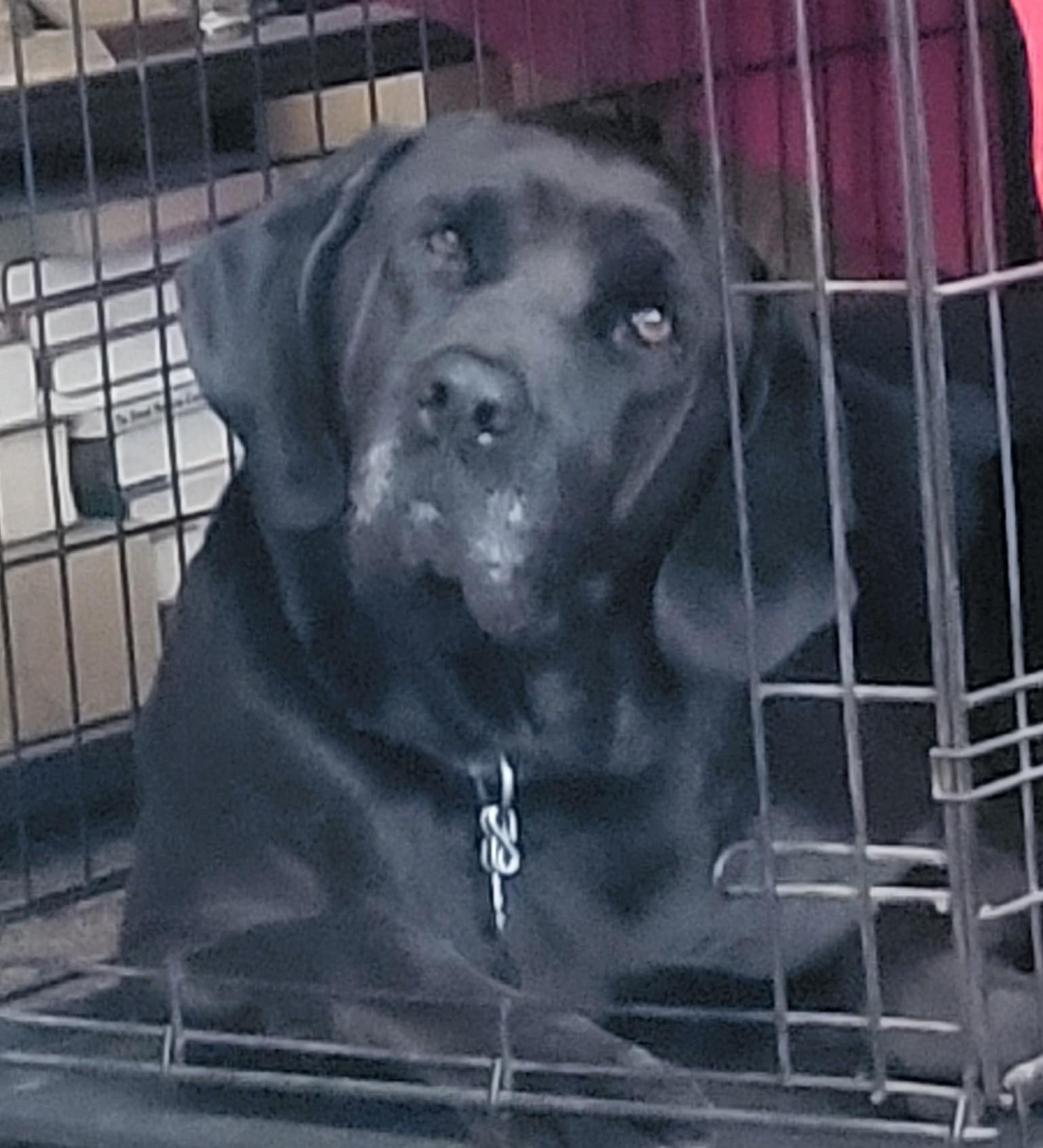Marvin (guest dog) photo 2
