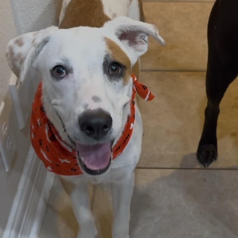 Enlarge George, an adopted mixed breed in Waukesha, WI image 3/6