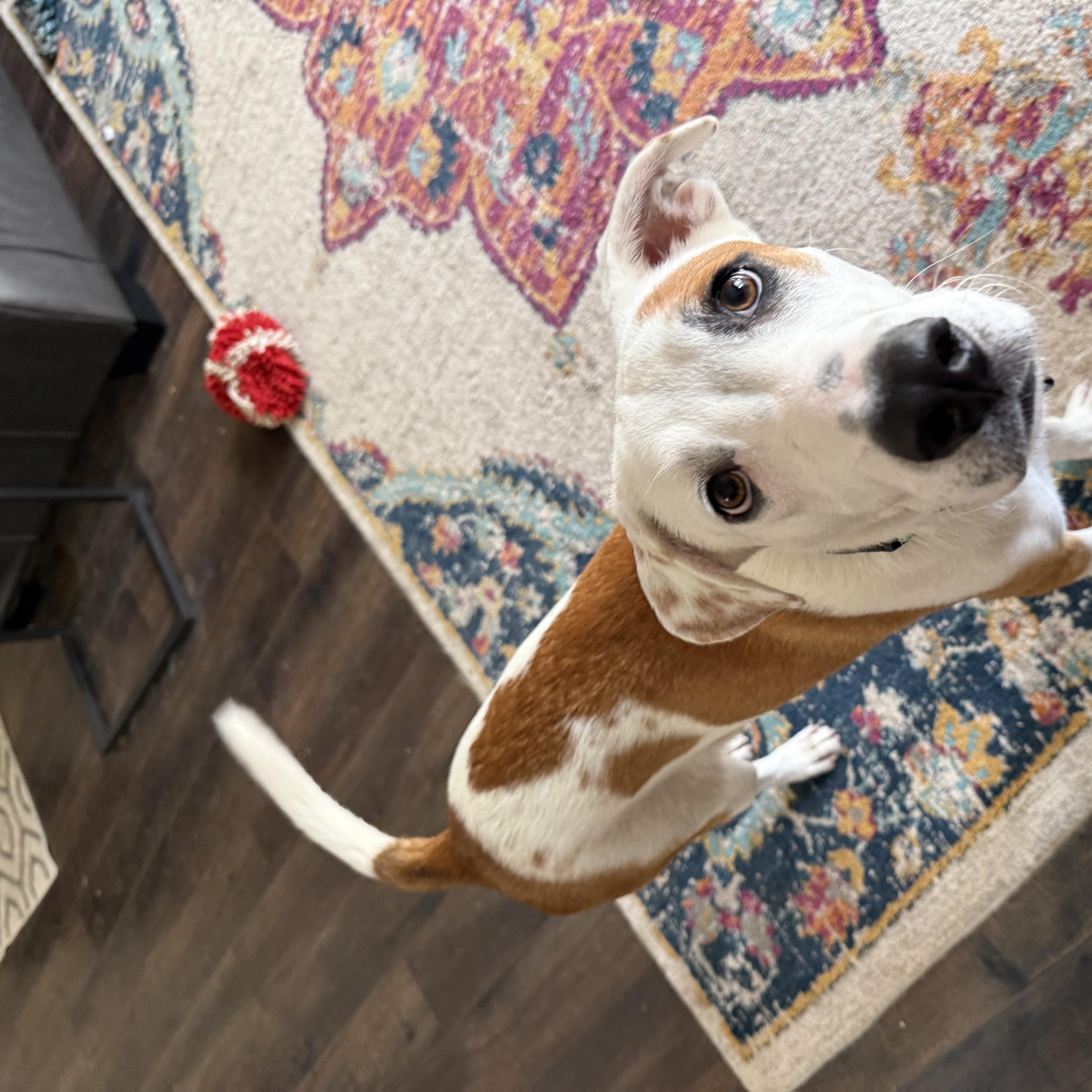 Enlarge George, an adopted mixed breed in Waukesha, WI image 6/6