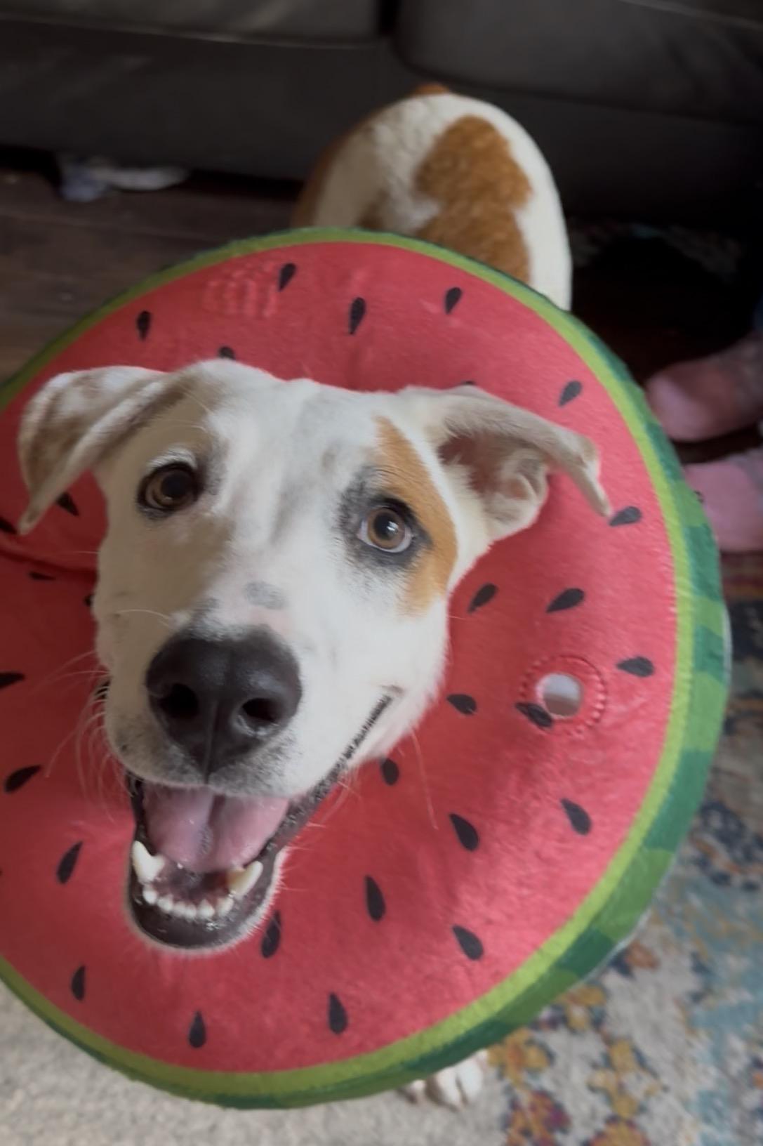 George, adopted, Puppy Male Foxhound & Labrador Retriever.
