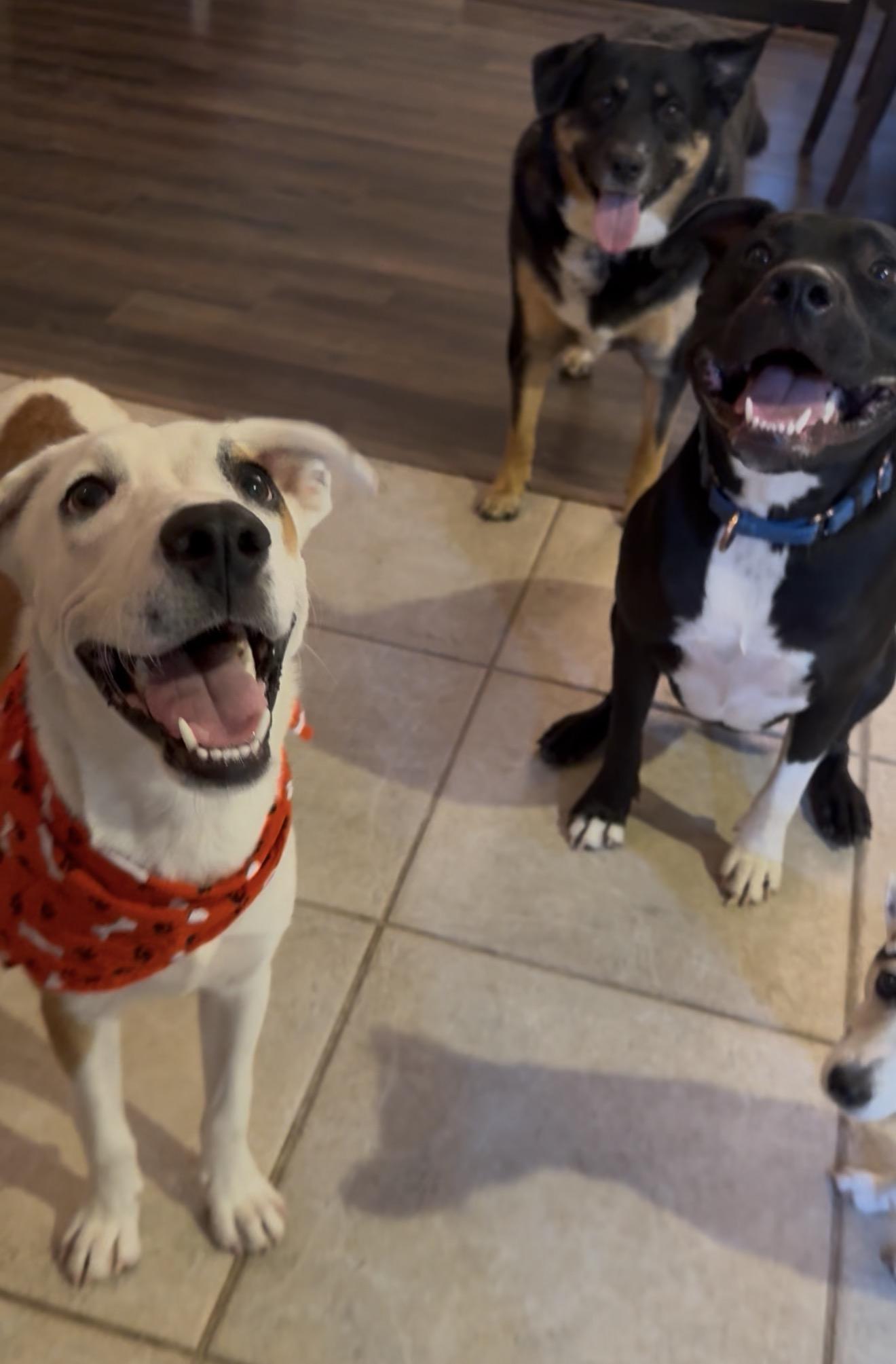Enlarge George, an adopted mixed breed in Waukesha, WI image 5/6