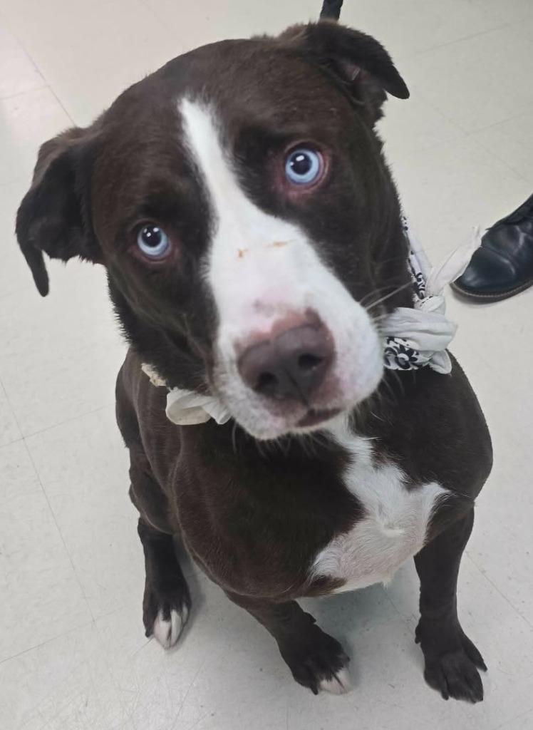 Blue, Adoptable, Adult Male Labrador Retriever & Husky.