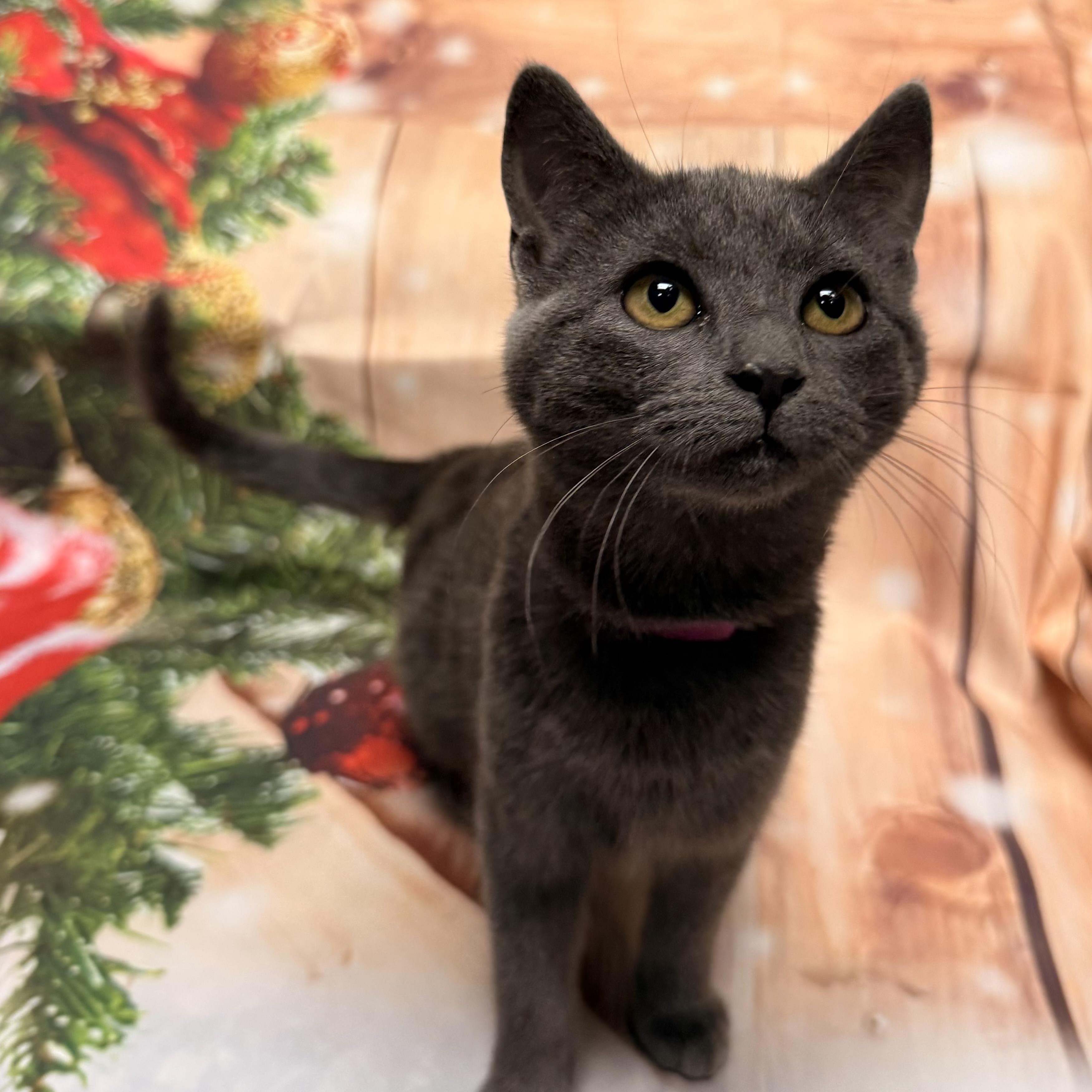 Cupid, ADOPTABLE, Young Female Domestic Short Hair.