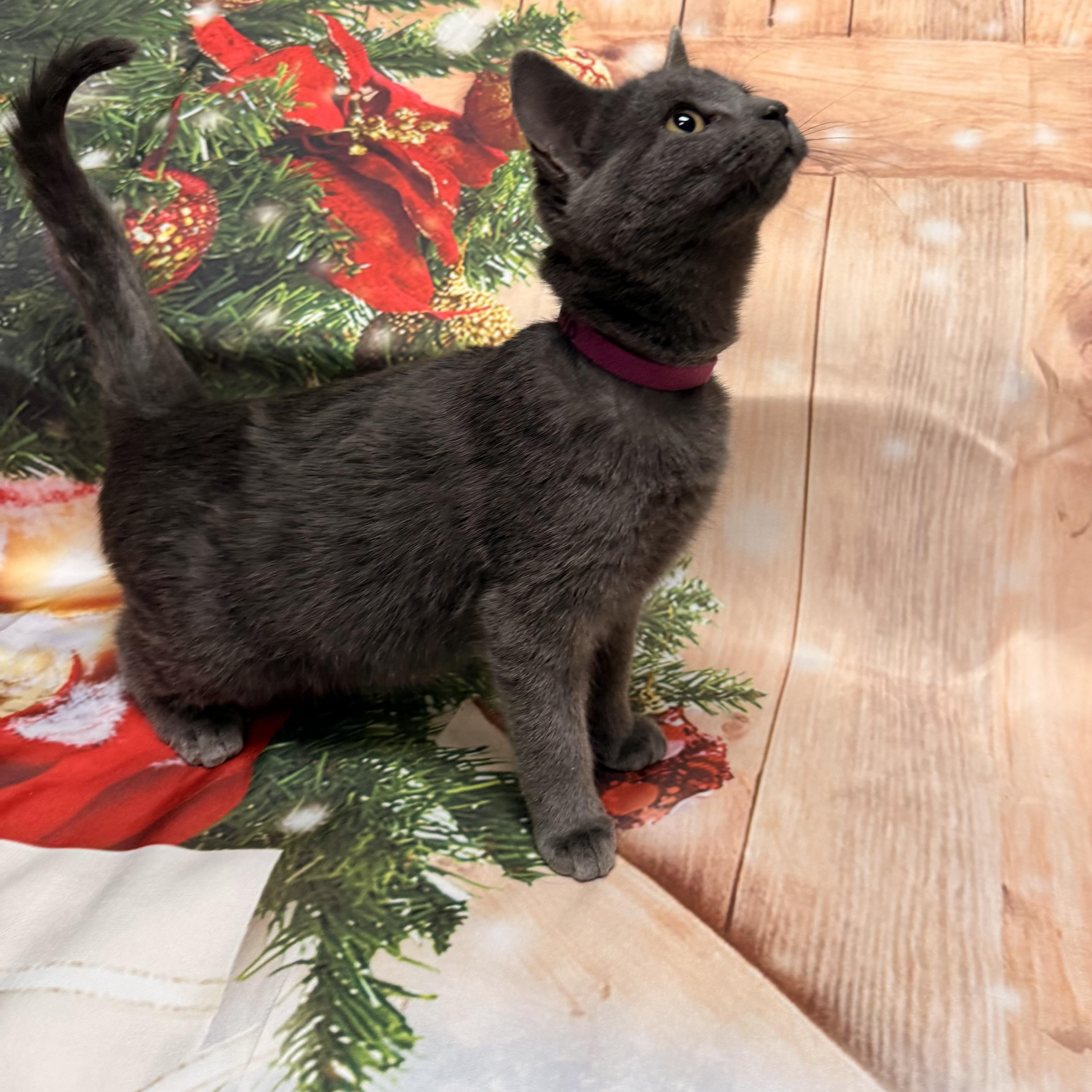 Enlarge Cupid, a ADOPTABLE Domestic Short Hair in Fairfax Station, VA image 2/3