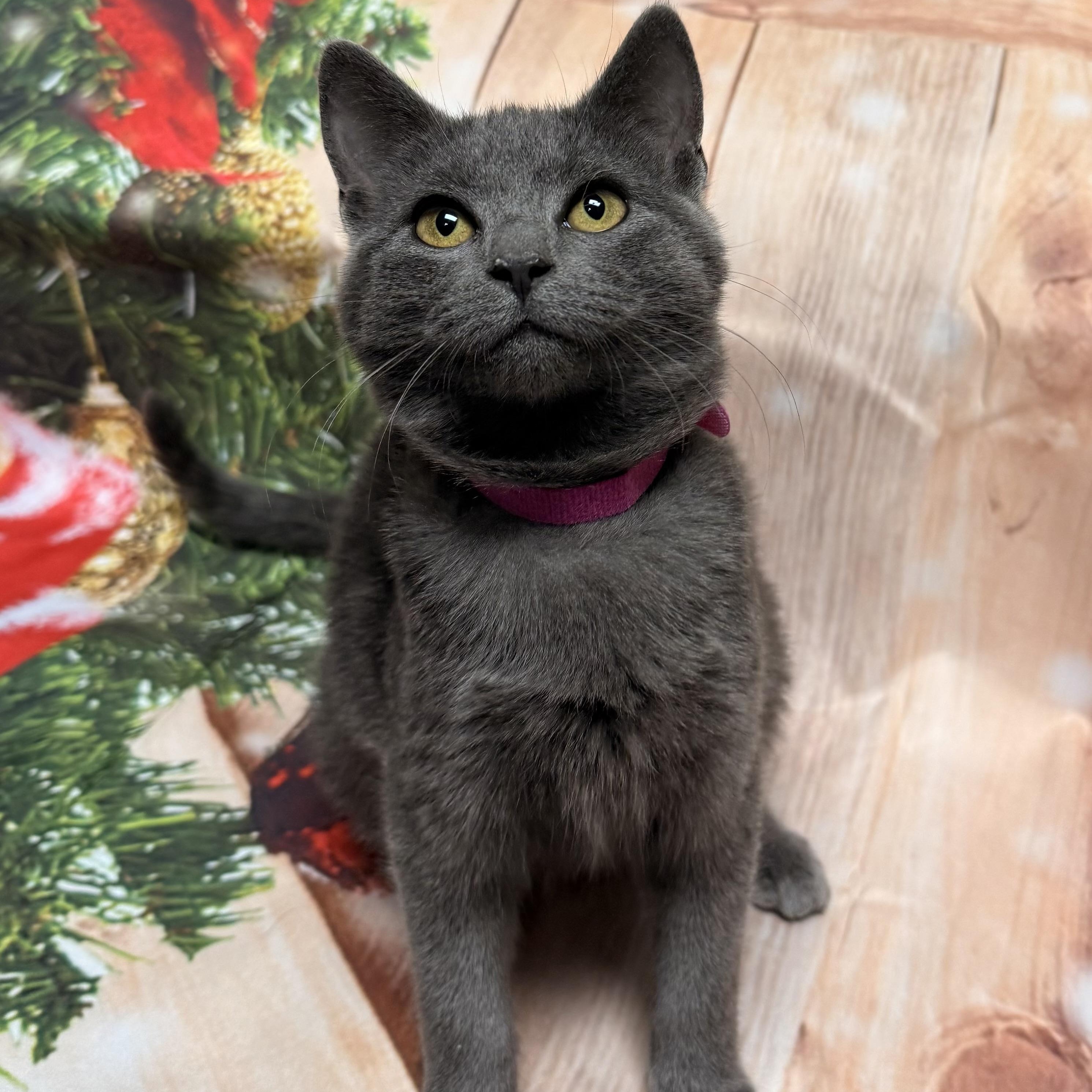 Enlarge Cupid, a ADOPTABLE Domestic Short Hair in Fairfax Station, VA image 3/3