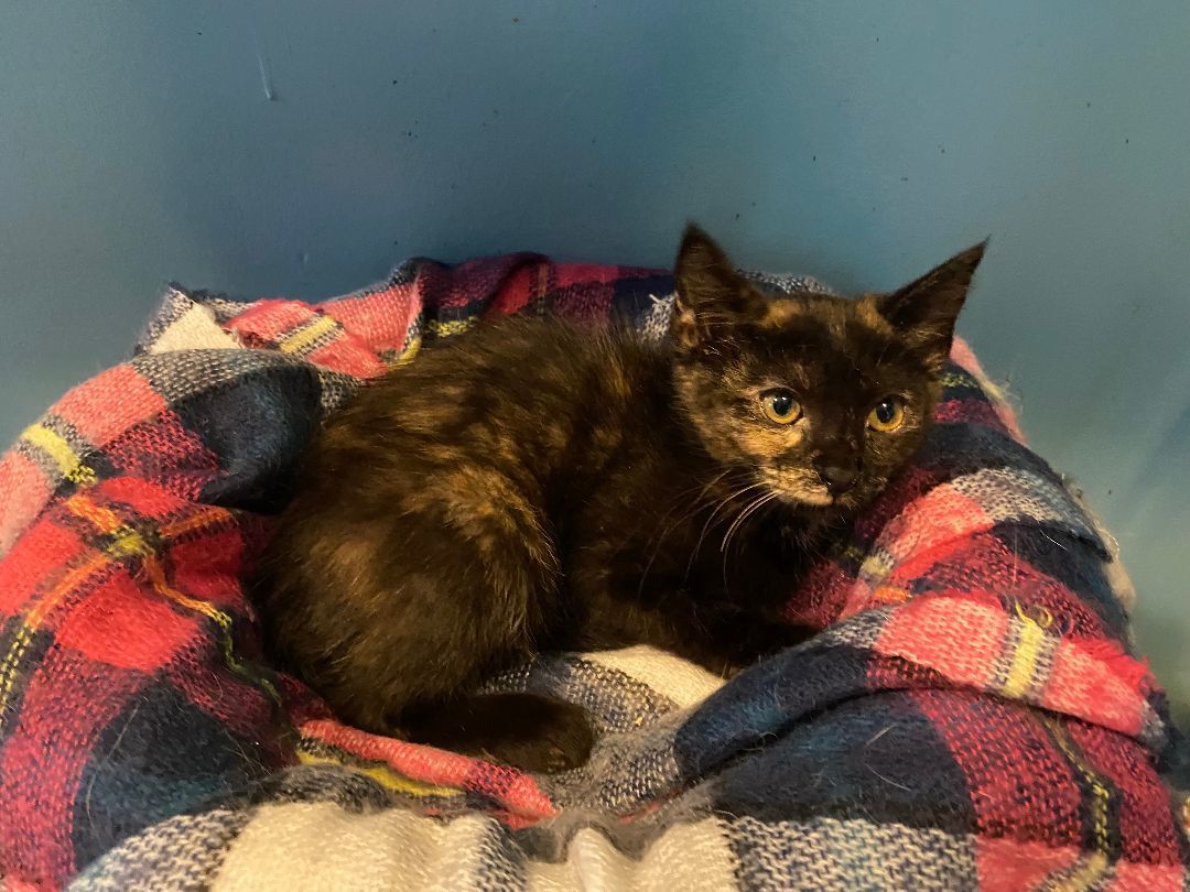 Enlarge Brownie, a Adopted Tortoiseshell in Ridgewood, NY image 1/1