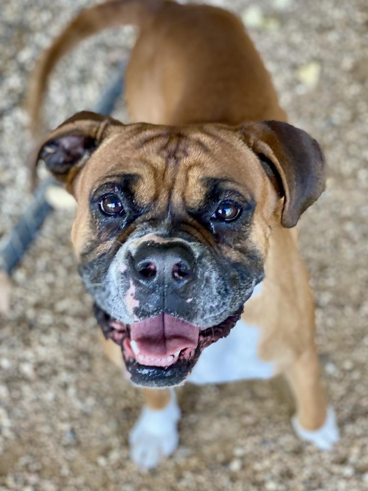 Beacon, Adoptable, Adult Male Boxer.