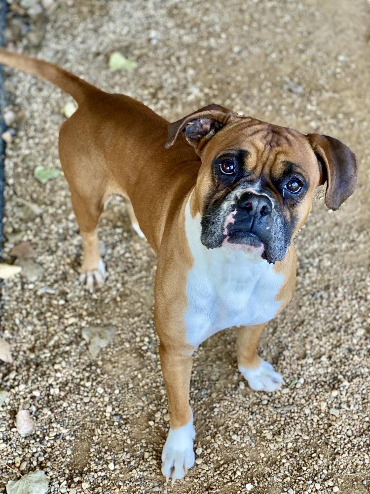 Enlarge Beacon, a Adoptable Boxer in Hewitt, TX image 2/4