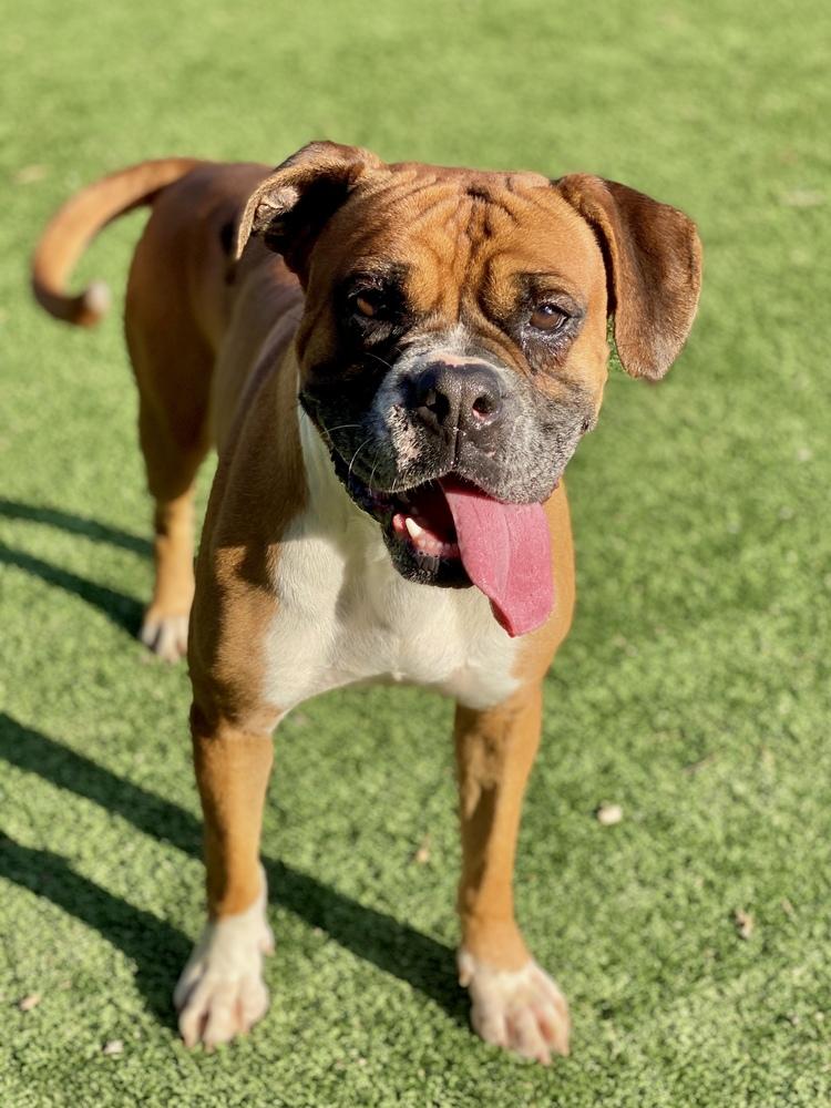 Enlarge Beacon, a Adoptable Boxer in Hewitt, TX image 3/4