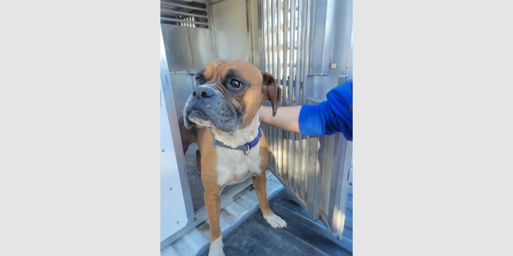 Enlarge Beacon, a Adoptable Boxer in Hewitt, TX image 4/4
