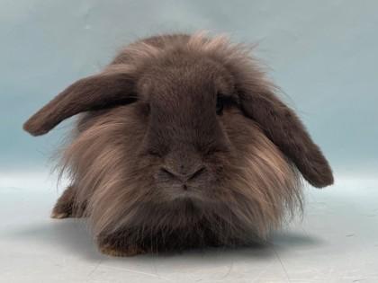Jessy, Adoptable, Young Female Lionhead & Holland Lop.