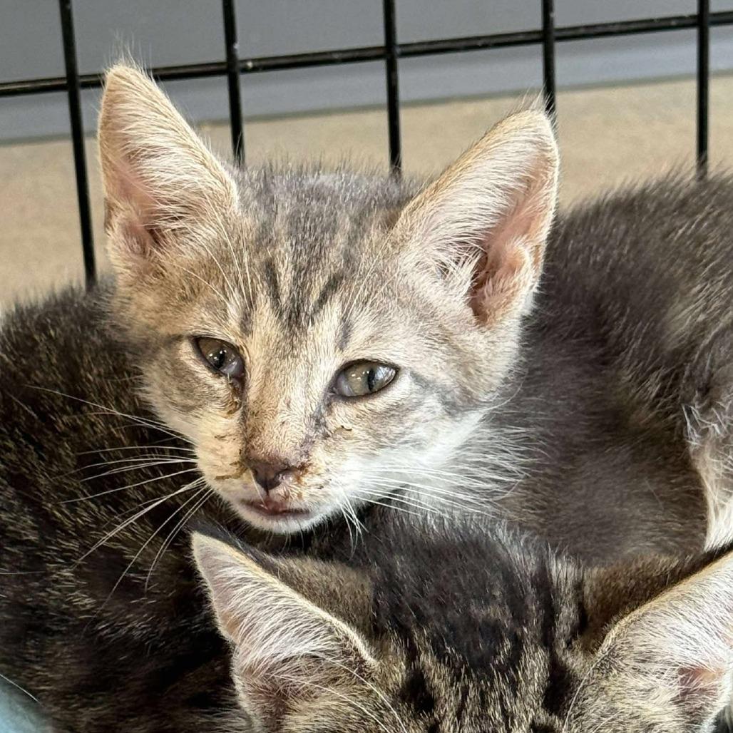 Captain Hook, Adoptable, Young Male Domestic Short Hair.