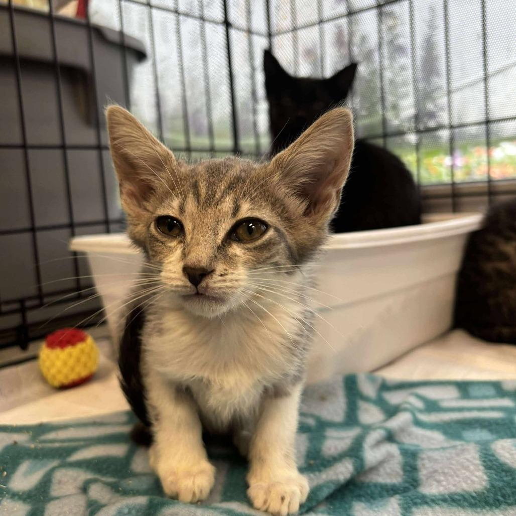 Enlarge Captain Hook, a Adoptable Domestic Short Hair in Rocky Mount, VA image 2/3