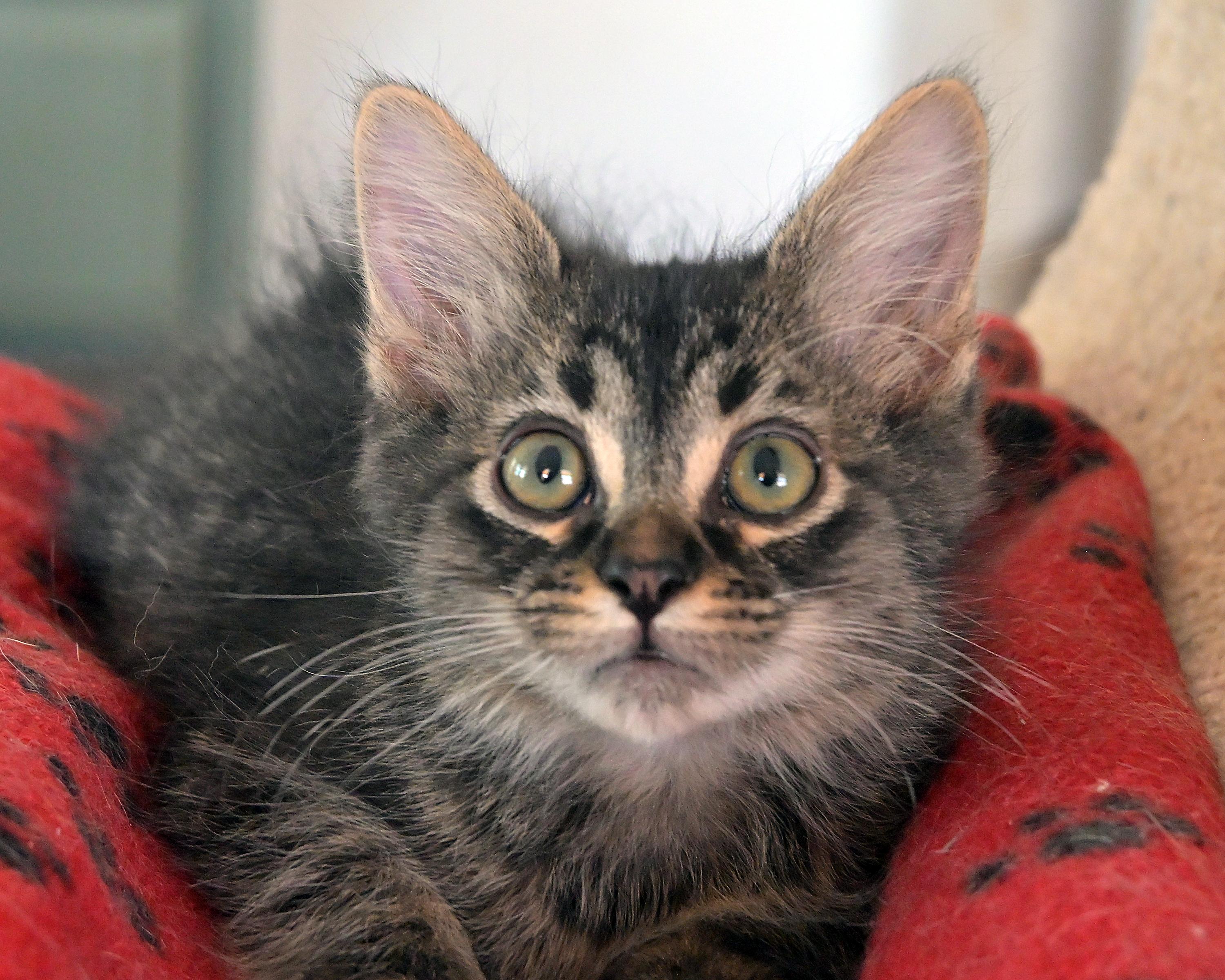 Murphy, Young Male Domestic Short Hair