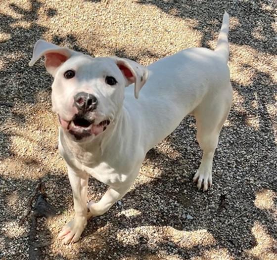 Enlarge FREDDY MERCURY, a Adoptable Pit Bull Terrier in Peoria, IL image 1/1