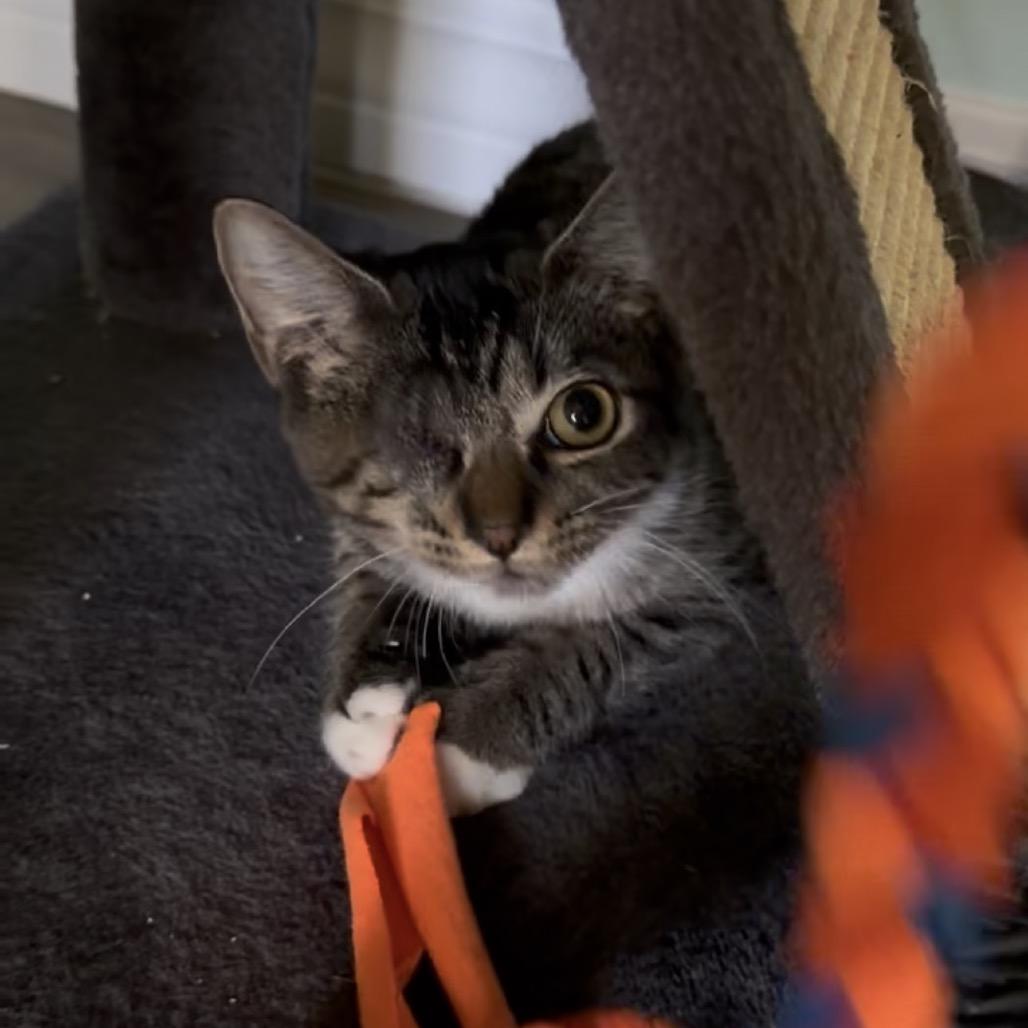Martini A26-167, Adoptable, Kitten Female Domestic Short Hair.