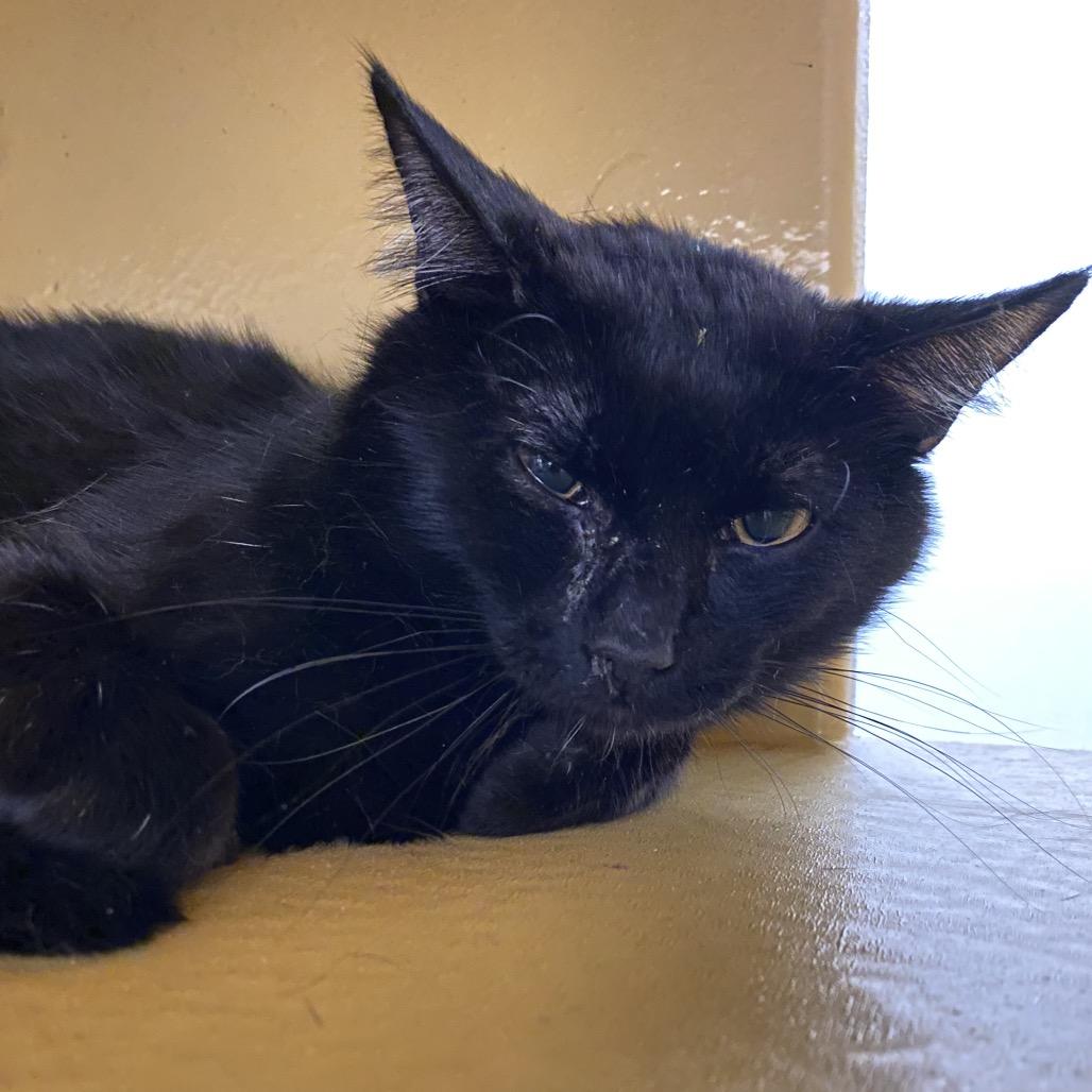 Fudge, Adoptable, Young Male Domestic Short Hair.