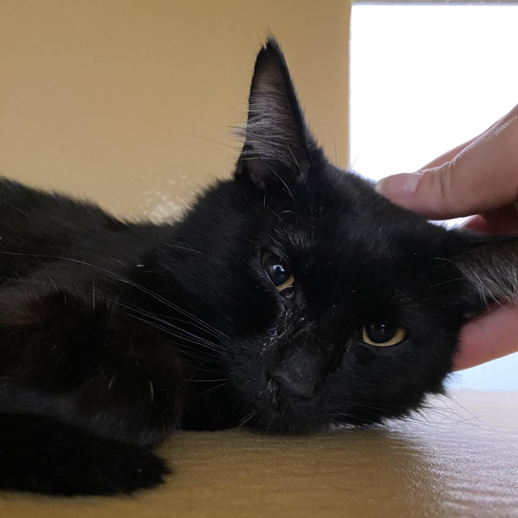 Enlarge Fudge, a Adoptable Domestic Short Hair in Spokane, WA image 2/6