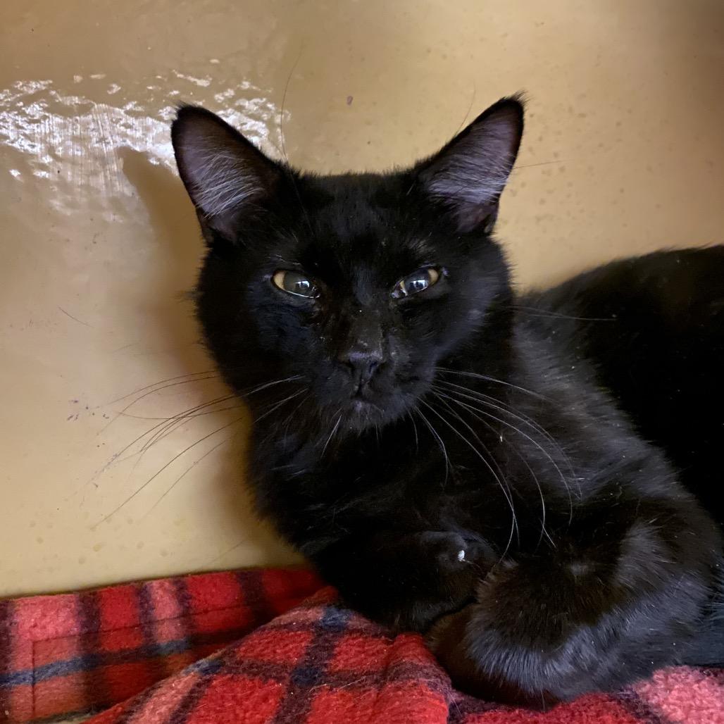 Enlarge Fudge, a Adoptable Domestic Short Hair in Spokane, WA image 3/6