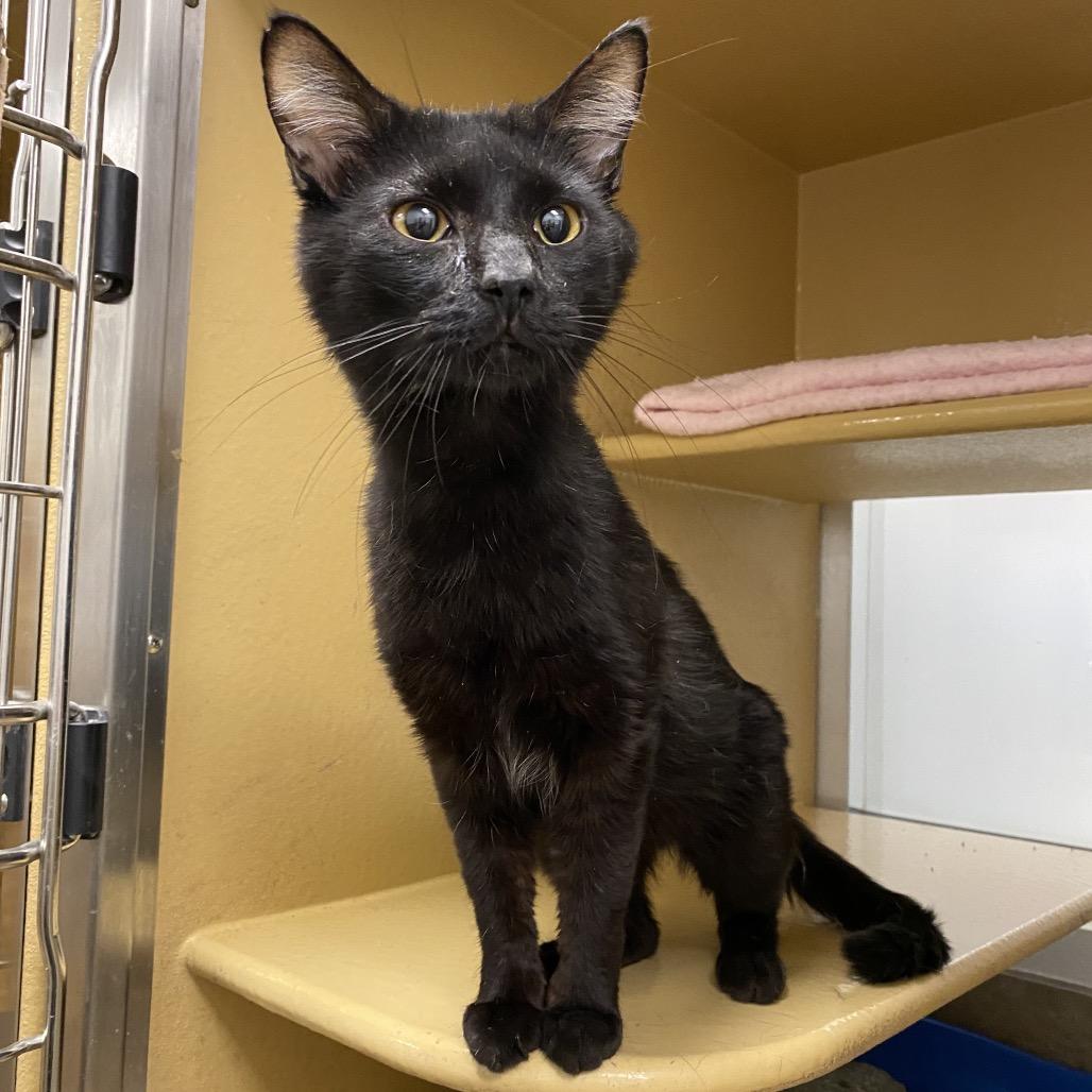 Enlarge Fudge, a Adoptable Domestic Short Hair in Spokane, WA image 4/6