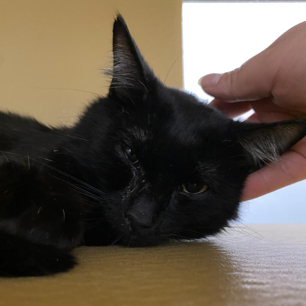 Enlarge Fudge, a Adoptable Domestic Short Hair in Spokane, WA image 5/6