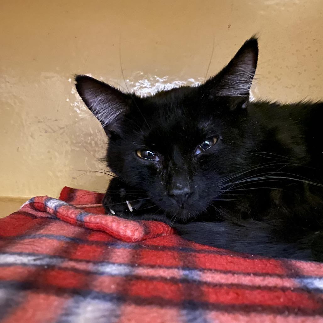 Enlarge Fudge, a Adoptable Domestic Short Hair in Spokane, WA image 6/6