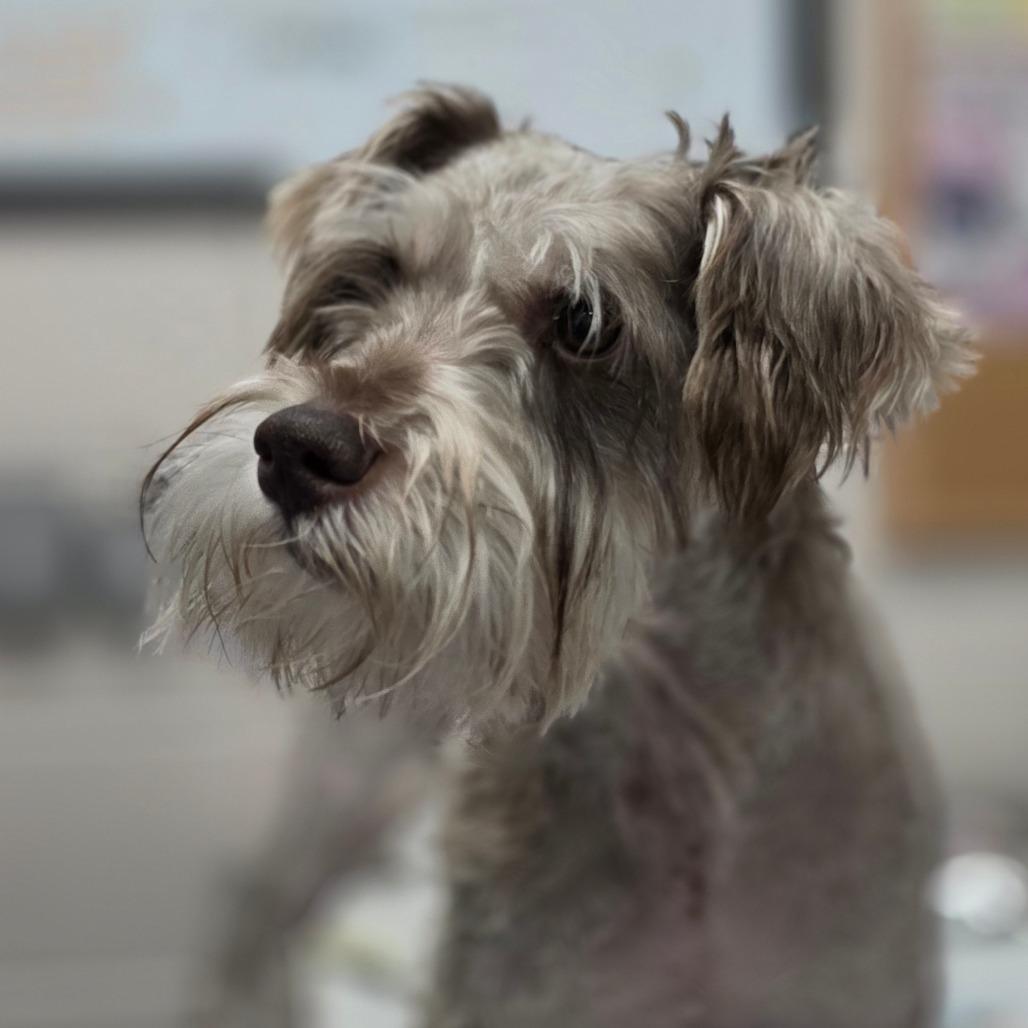Enlarge Nero, a Adoptable Miniature Schnauzer in Huntsville, AL image 1/1