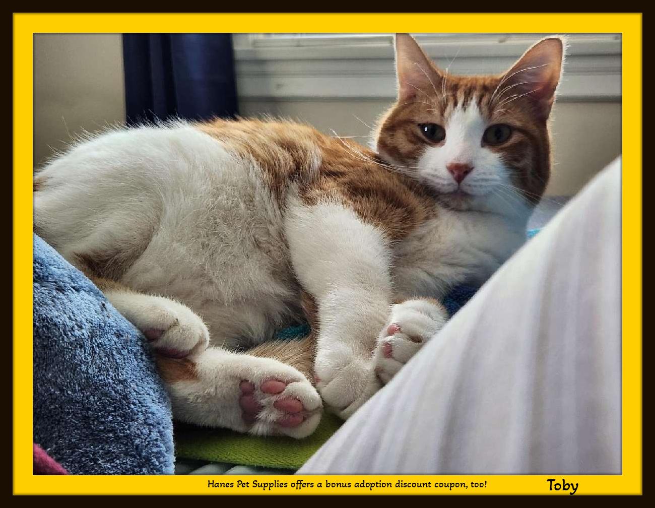 Enlarge Toby - Your daily dose of sunshine in a soft, purring package, a Adopted Domestic Short Hair in Snow Camp, NC image 2/5