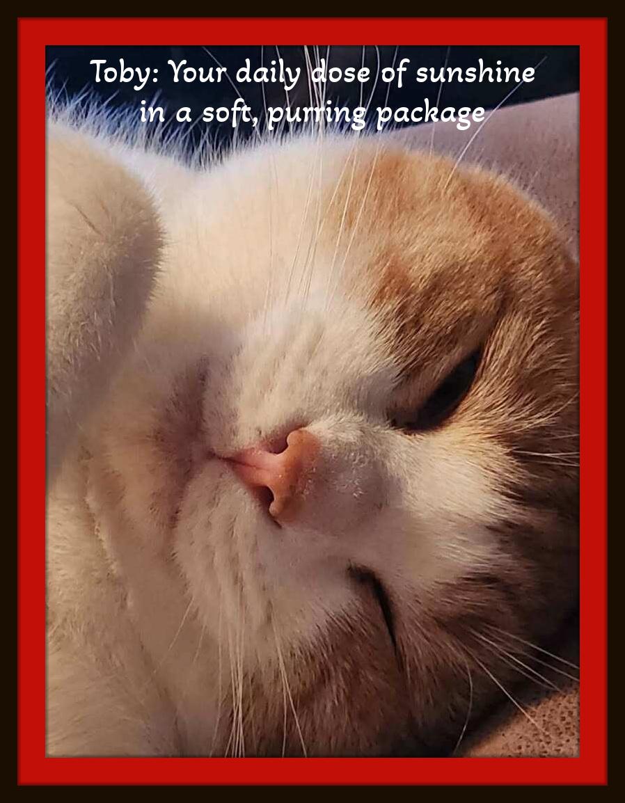 Enlarge Toby - Your daily dose of sunshine in a soft, purring package, a Adopted Domestic Short Hair in Snow Camp, NC image 1/5